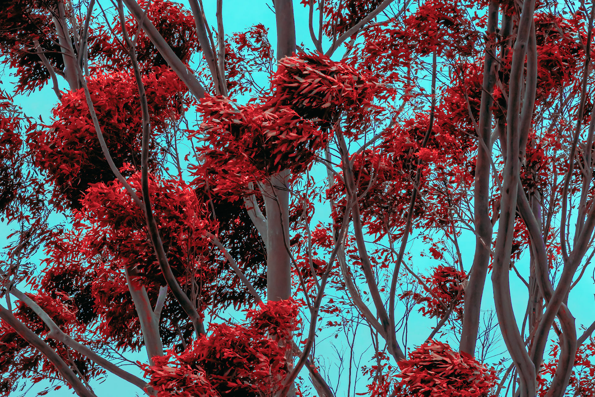 Plants & Trees #14