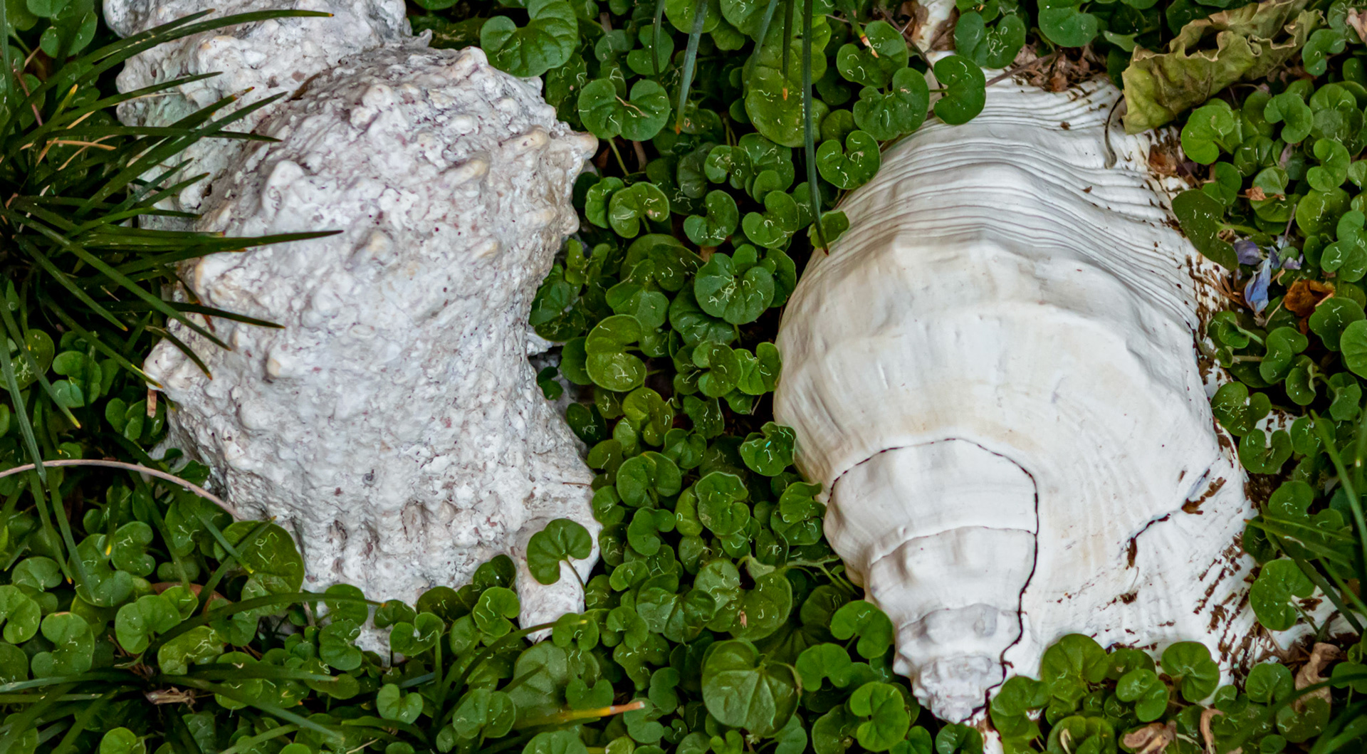 Shells