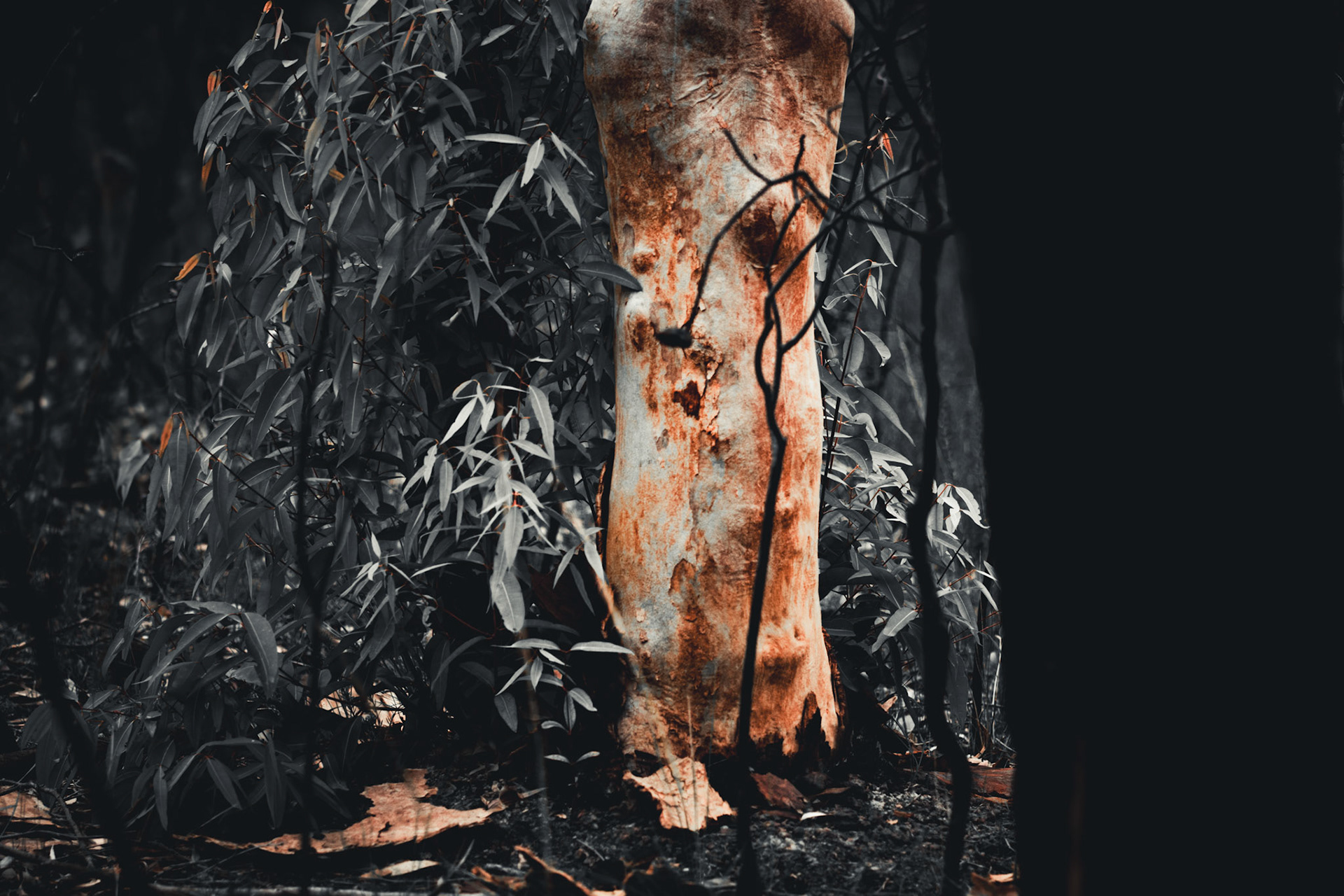 Trees & Plants #22