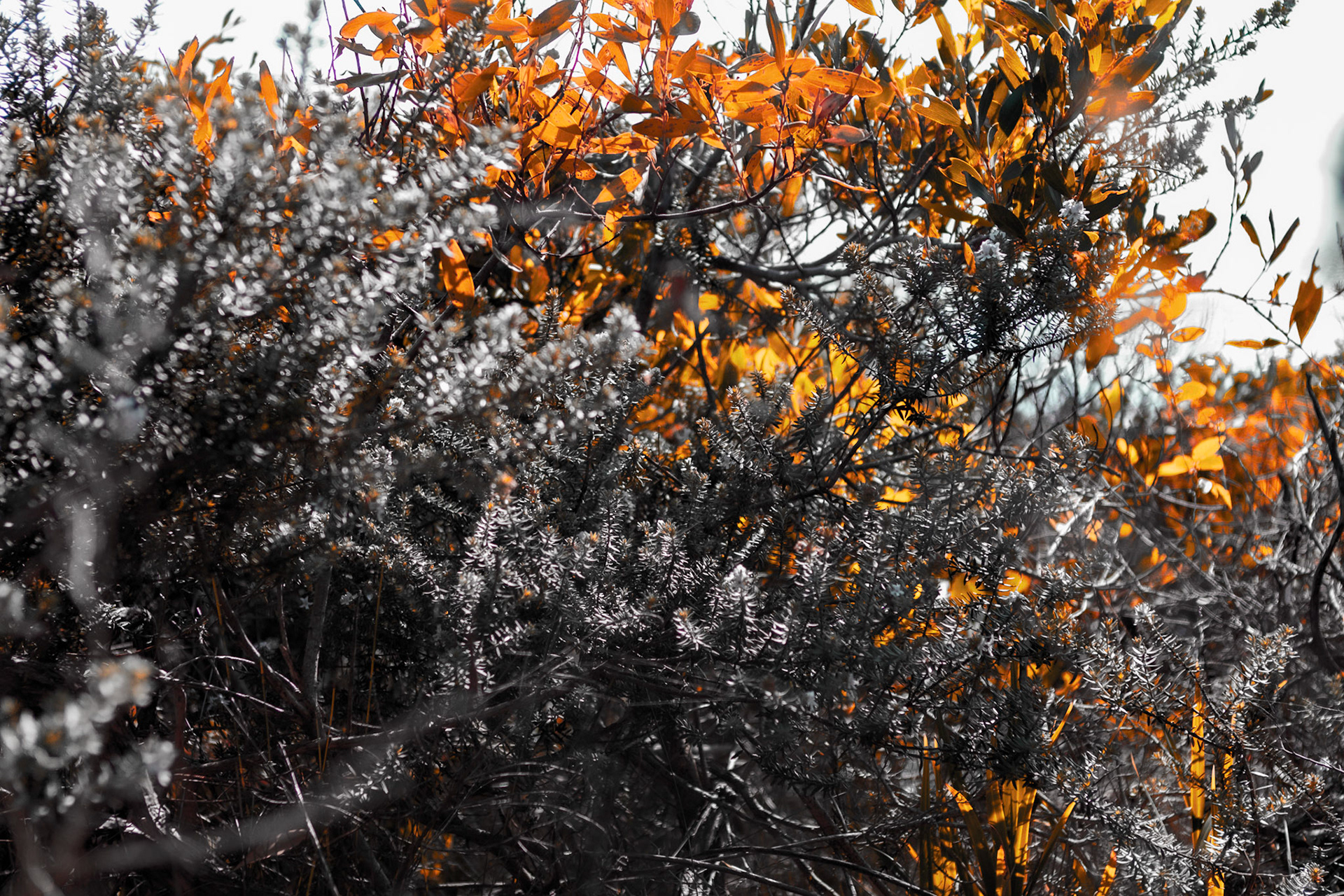 Plants & Trees #23