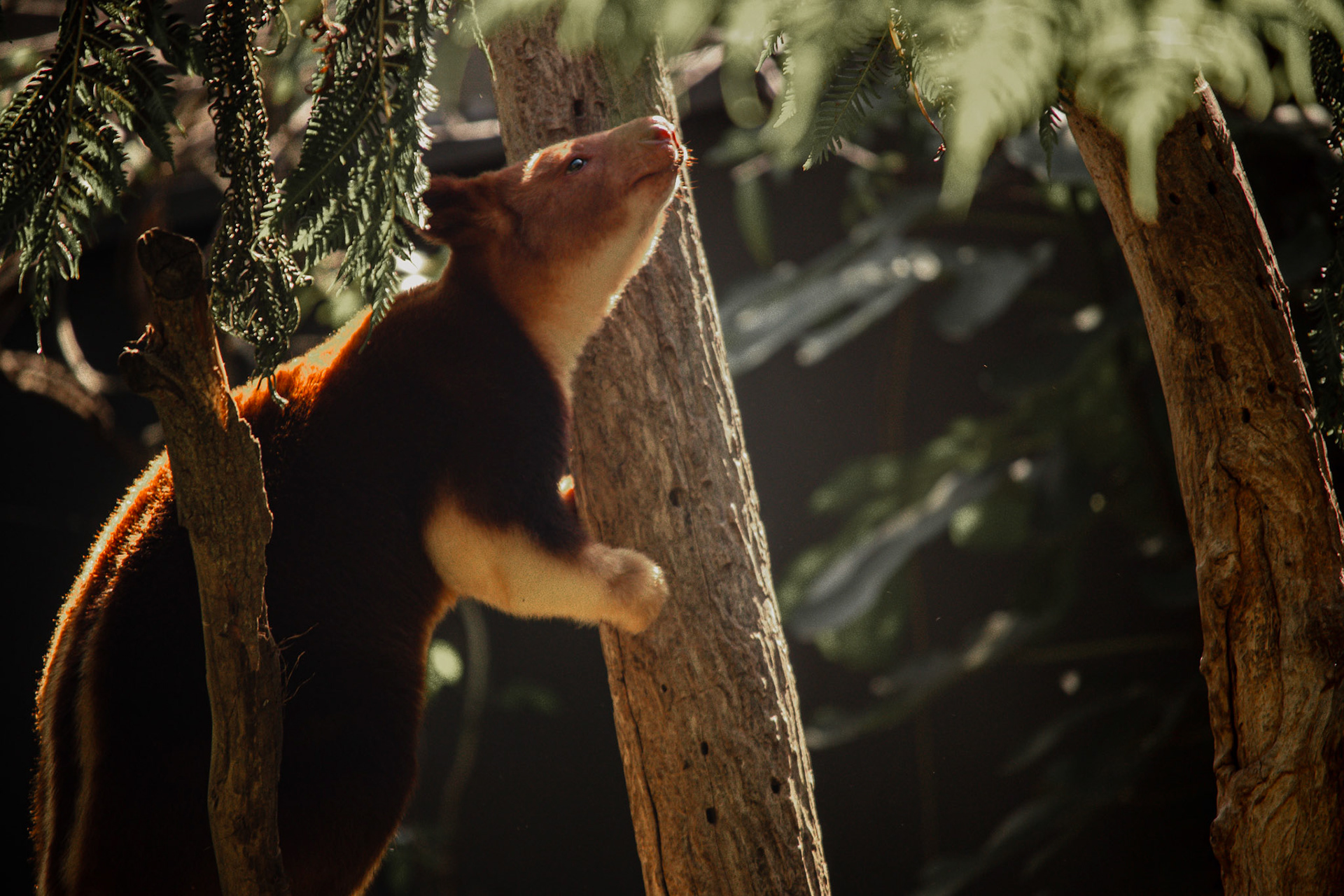 Tree Kangaroo #7