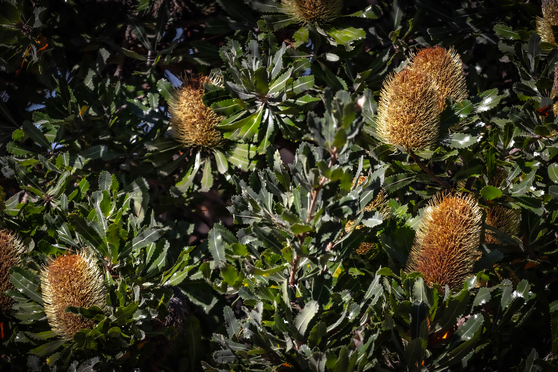 Plants &amp; Trees #9
