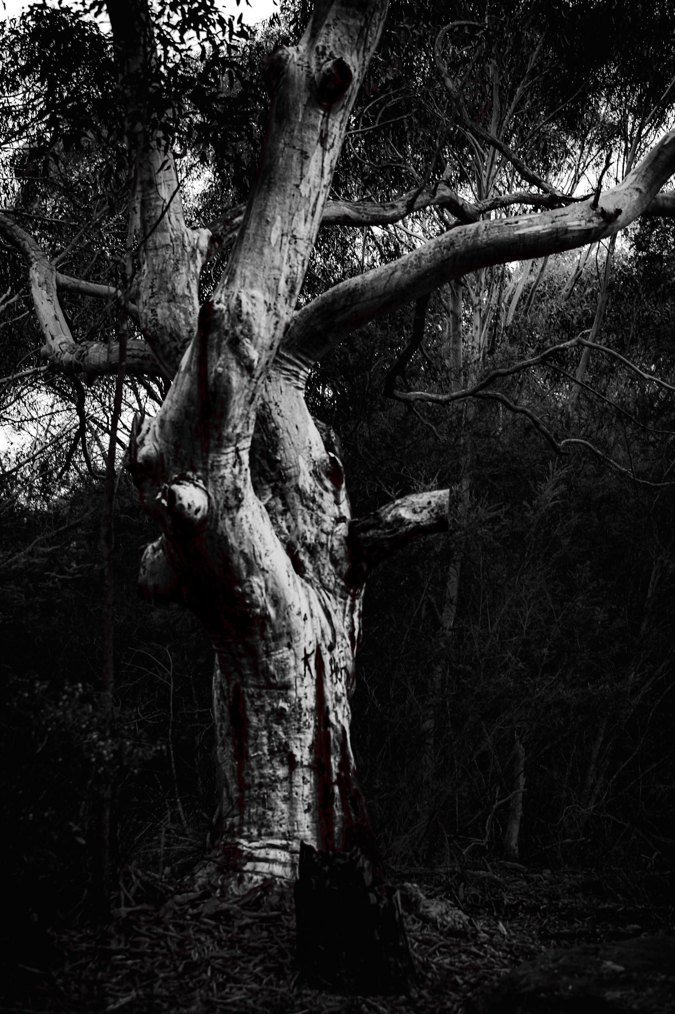 Lonely Trees Club