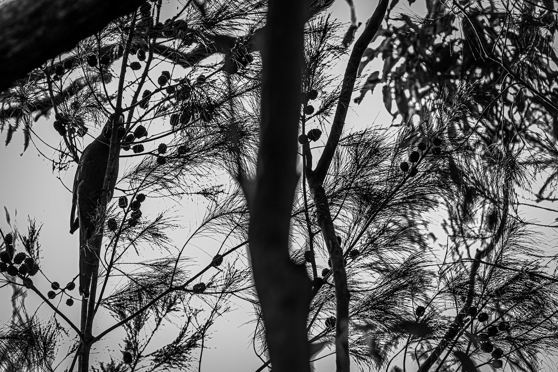 Rosella #1