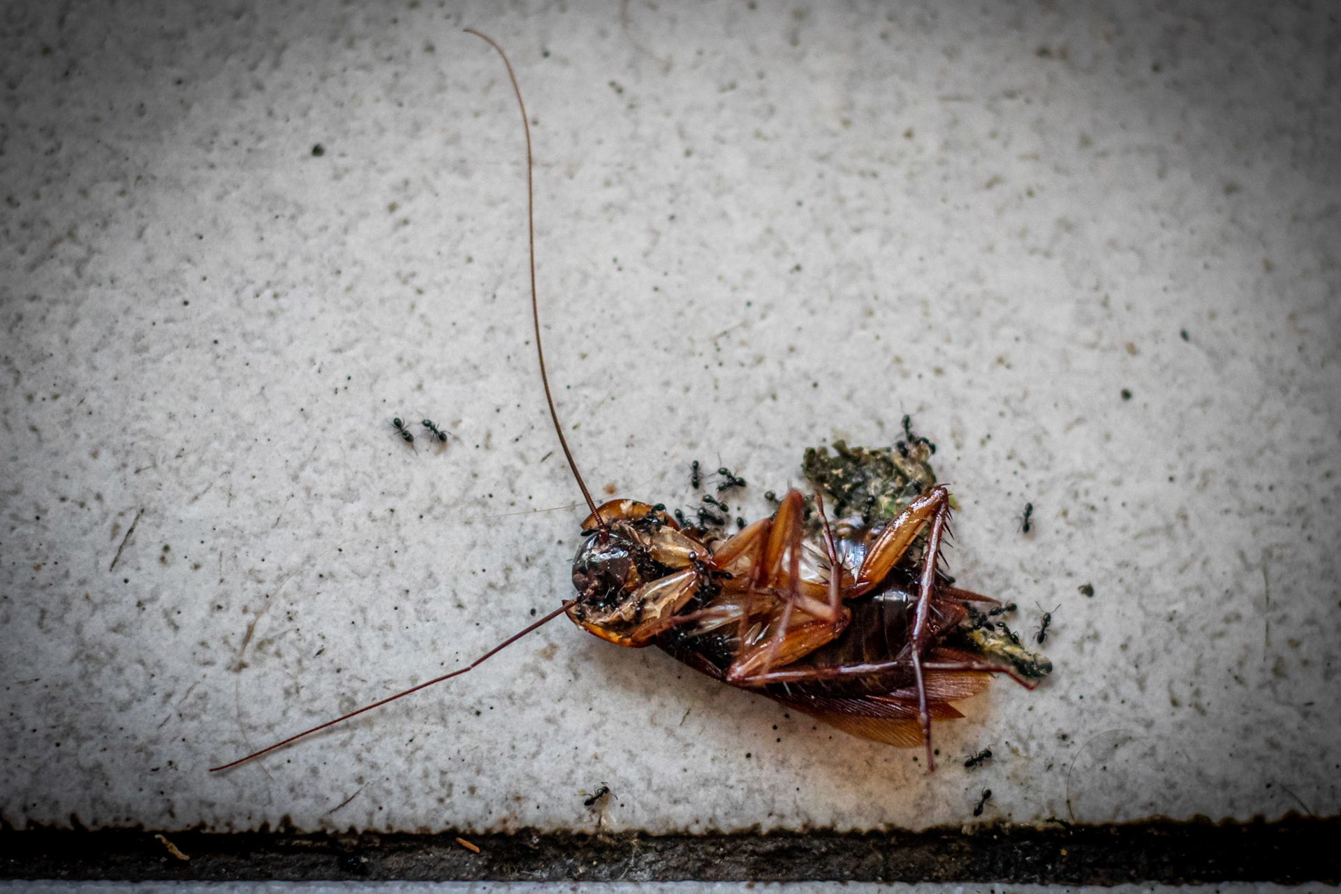 Cockroach &amp; Ants
