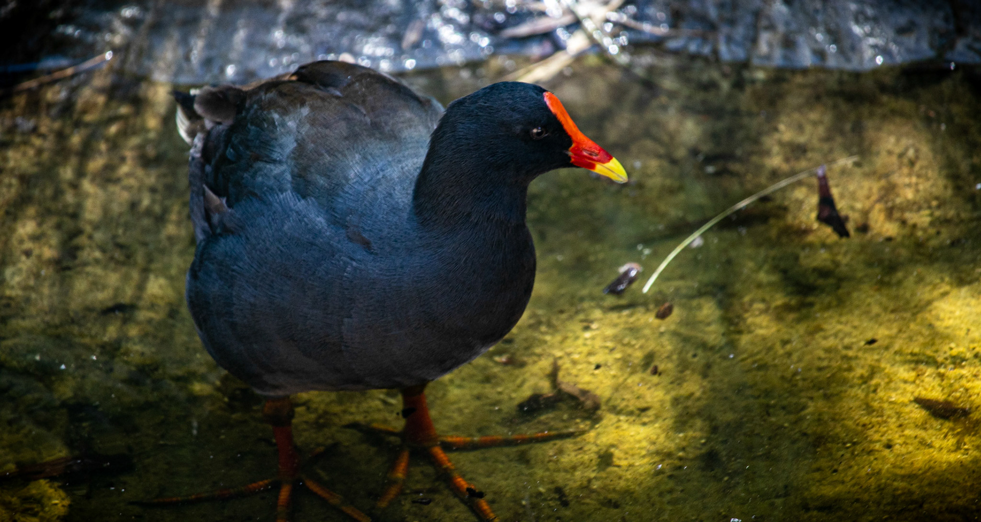 What does it look like? Description:  The Dusky Moorhen is a medium-sized, dark grey-black water bird with a white undertail. It has a red bill with a yellow tip and a red facial shield. Young birds are much duller and browner than adults, with a greenish bill and face shield. Similar species:  Two other water hen species are similar to the Dusky Moorhen but can be easily distinguished. The similarly-sized Eurasian Coot, Fulica atra, has a white bill and face shield and a red eye. The Purple Swamphen, Porphyrio porphyrio, is much larger and has a distinct purple-blue colouring. Where does it live? Distribution:  The Dusky Moorhen is found from Indonesia through New Guinea to Australia. It is widespread in eastern and south-western Australia, ranging from Cooktown to eastern South Australia and in the southern corner of Western Australia. Habitat:  The Dusky Moorhen is found in wetlands, including swamps, rivers, and artificial waterways. It prefers open water and water margins with reeds, rushes and waterlilies, but may be found on grasses close to water such as parks, pastures and lawns. What does it do? Feeding:  The Dusky Moorhen feeds in the water and on land on algae, water plants and grasses, as well as seeds, fruits, molluscs and other invertebrates. It will also eat carrion (dead animals) and the droppings of other birds. It does not dive when feeding; its tail is always visible above the water when upended. Breeding:  During breeding season, the Dusky Moorhen forms breeding groups of two to seven birds, with all members defending territory, building nests and looking after young. The shallow platform nests are made of reeds and other water plants over water, among reeds or on floating platforms in open water. Two or more females will lay their eggs in the same nest and all members of the group help to incubate the eggs and feed the young. Living with us The Dusky Moorhen has been favoured by artificial water sources such as dams, ponds and lakes in parks and gardens and associated grassy areas. However, wetland drainage in other areas may have negative impacts.