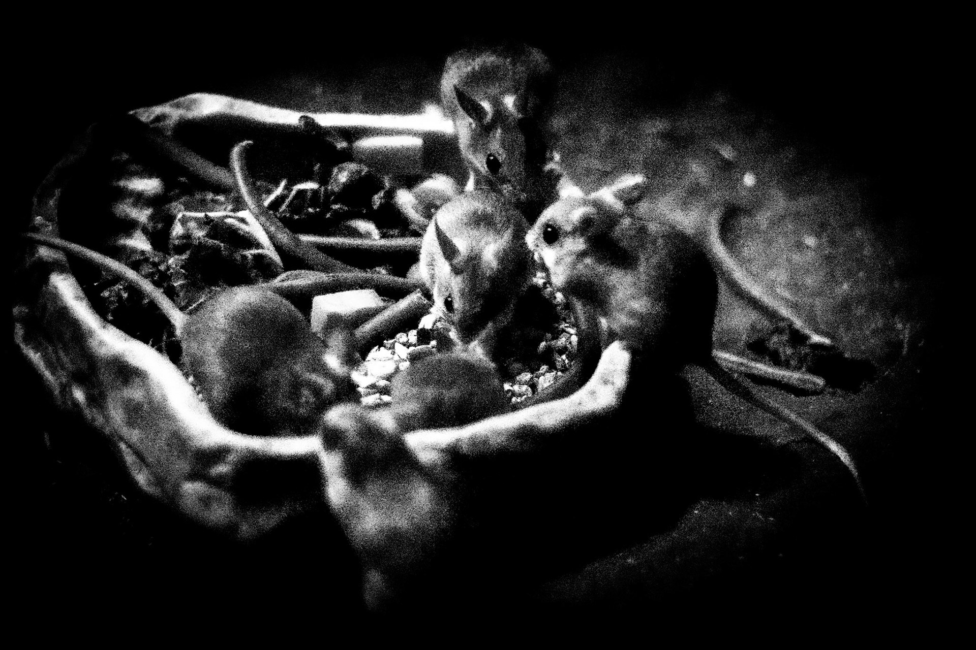 Spinifex Hopping Mice #1