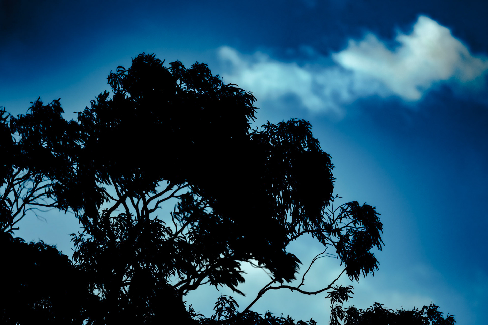 Plants & Trees #13