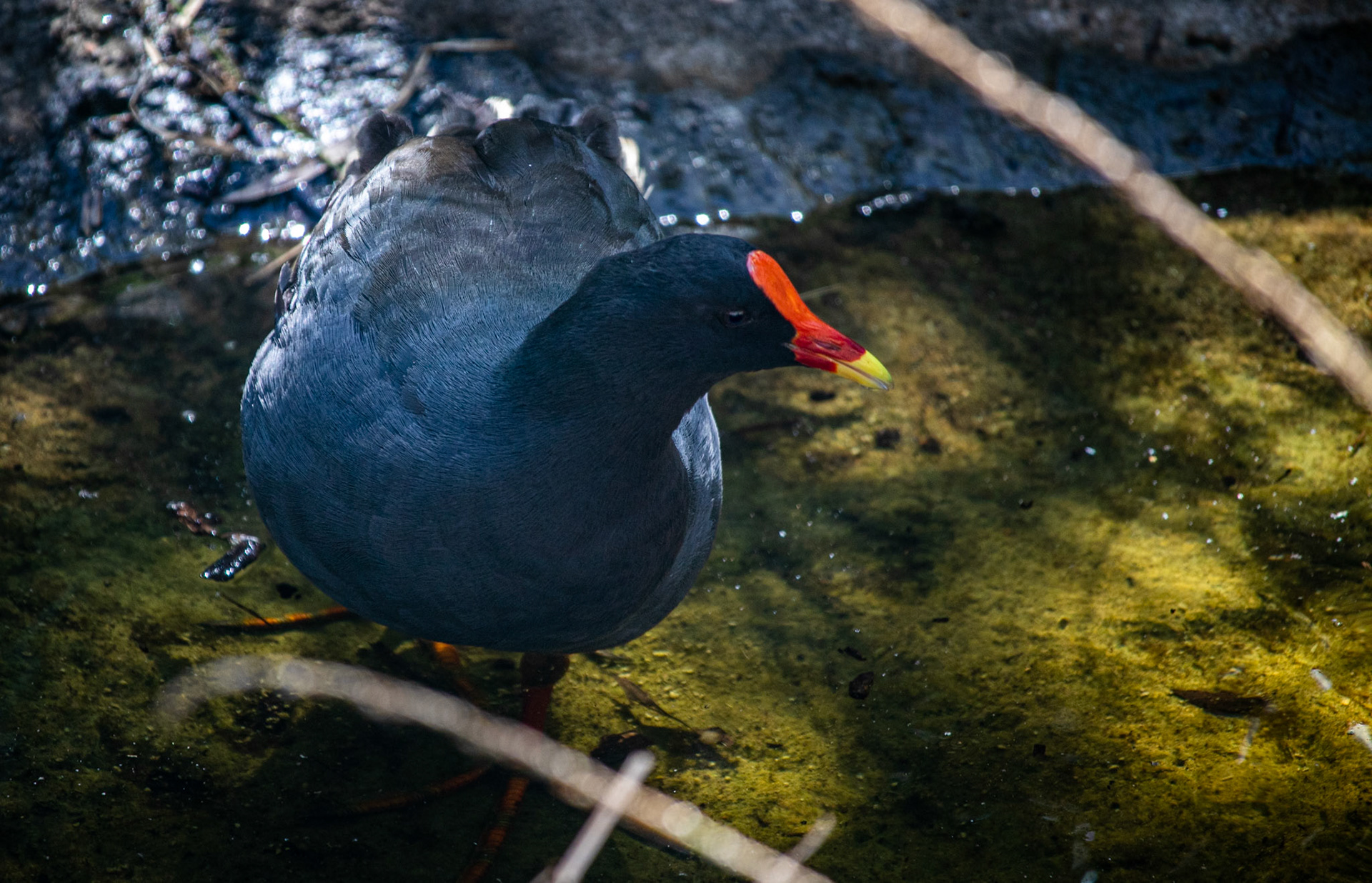 What does it look like? Description:  The Dusky Moorhen is a medium-sized, dark grey-black water bird with a white undertail. It has a red bill with a yellow tip and a red facial shield. Young birds are much duller and browner than adults, with a greenish bill and face shield. Similar species:  Two other water hen species are similar to the Dusky Moorhen but can be easily distinguished. The similarly-sized Eurasian Coot, Fulica atra, has a white bill and face shield and a red eye. The Purple Swamphen, Porphyrio porphyrio, is much larger and has a distinct purple-blue colouring. Where does it live? Distribution:  The Dusky Moorhen is found from Indonesia through New Guinea to Australia. It is widespread in eastern and south-western Australia, ranging from Cooktown to eastern South Australia and in the southern corner of Western Australia. Habitat:  The Dusky Moorhen is found in wetlands, including swamps, rivers, and artificial waterways. It prefers open water and water margins with reeds, rushes and waterlilies, but may be found on grasses close to water such as parks, pastures and lawns. What does it do? Feeding:  The Dusky Moorhen feeds in the water and on land on algae, water plants and grasses, as well as seeds, fruits, molluscs and other invertebrates. It will also eat carrion (dead animals) and the droppings of other birds. It does not dive when feeding; its tail is always visible above the water when upended. Breeding:  During breeding season, the Dusky Moorhen forms breeding groups of two to seven birds, with all members defending territory, building nests and looking after young. The shallow platform nests are made of reeds and other water plants over water, among reeds or on floating platforms in open water. Two or more females will lay their eggs in the same nest and all members of the group help to incubate the eggs and feed the young. Living with us The Dusky Moorhen has been favoured by artificial water sources such as dams, ponds and lakes in parks and gardens and associated grassy areas. However, wetland drainage in other areas may have negative impacts.