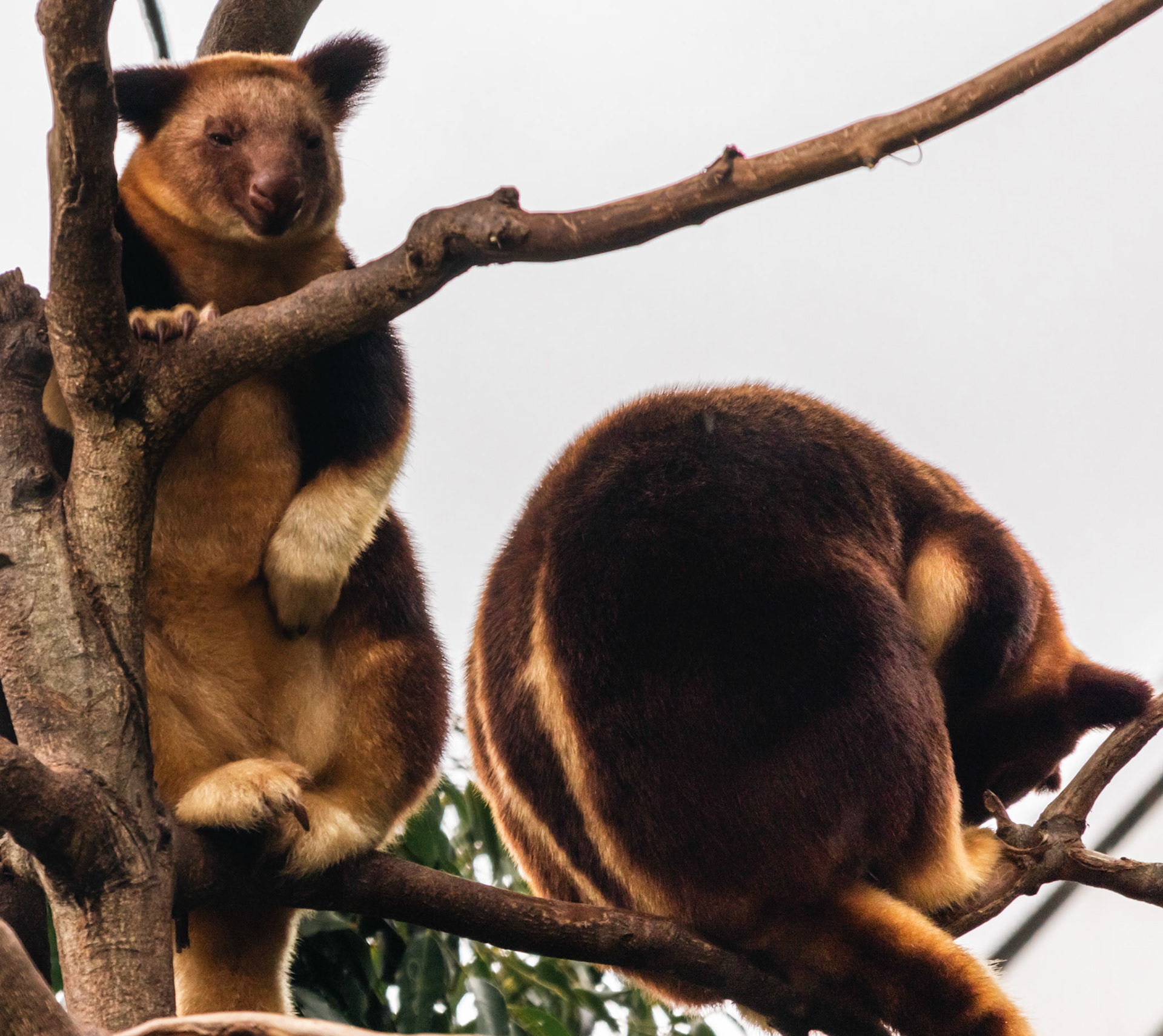 Goodfellow's tree-kangaroo (Dendrolagus goodfellowi), also called the ornate tree-kangaroo, is an endangered, long-tailed, bear-like mammal native to rainforests of New Guinea. Like most tree-kangaroos (genus Dendrolagus), it lives in the treetops and feeds on leaves or other plant matter. It belongs to the macropod family (Macropodidae) along with kangaroos, and carries its young in a pouch like other marsupials. Its main threats are habitat loss and hunting.[4] There are two subspecies: D. g. goodfellowi and D. g. buergersi (known as Buergers' tree-kangaroo).