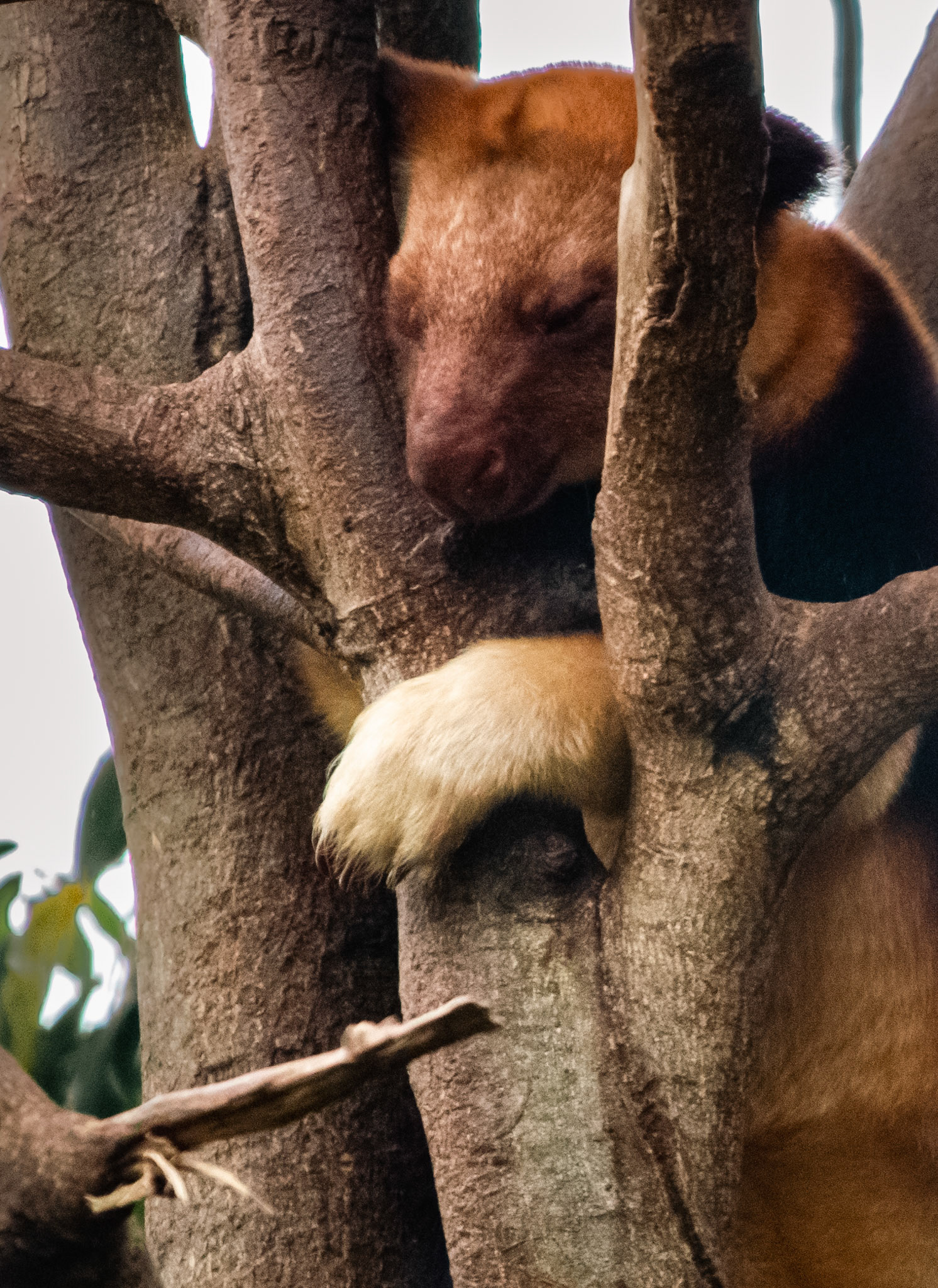Goodfellow's tree-kangaroos are slow and clumsy on the ground, moving at about walking pace and hopping awkwardly, leaning their bodies far forward to balance the heavy tail. However, in trees they are bold and agile. They climb by wrapping the forelimbs around the trunk of a tree and hopping with the powerful hind legs, allowing their forelimbs to slide. They have extraordinary jumping ability and have been known to jump to the ground from heights of 30 feet without harm.