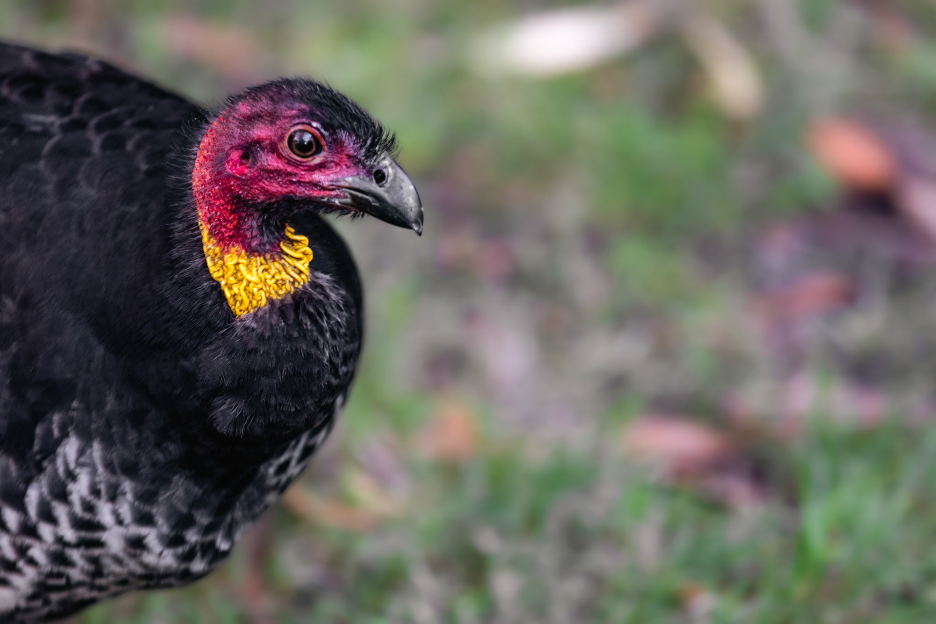 Australian Brushturkey