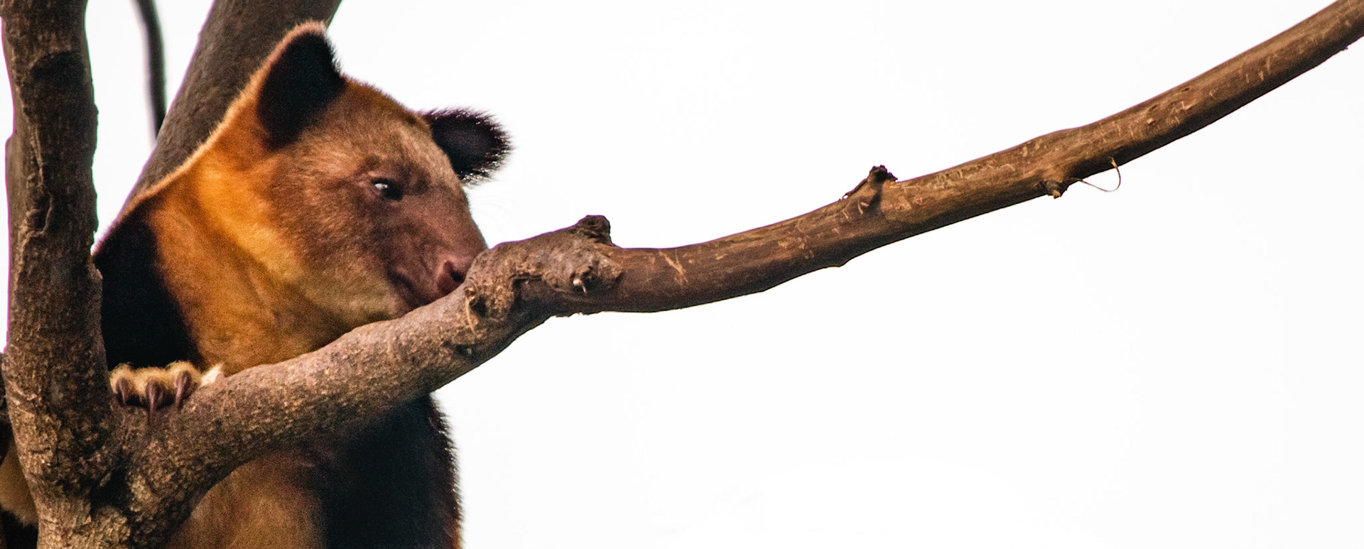 Like other tree-kangaroos, Goodfellow's tree-kangaroos are quite different in appearance from terrestrial kangaroos. Unlike their land dwelling cousins, their legs are not disproportionately large in comparison to the forelimbs, which are strong and end in hooked claws for grasping tree limbs, and they have a long tail for balance. All of these features help the species with a predominantly arboreal existence. They have short, woolly fur,[6] usually chestnut to red-brown in colour, grey-brown faces, yellow-coloured cheeks and feet; pale bellies,[7] long, golden brown tails, and two golden stripes on their backsides.[8] They weigh approximately 7 kg (about 15 lb).