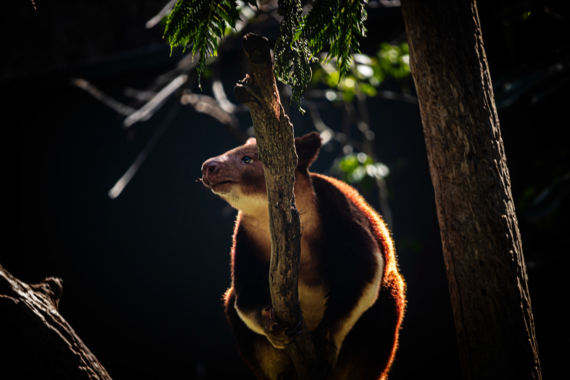 Tree Kangaroo #4