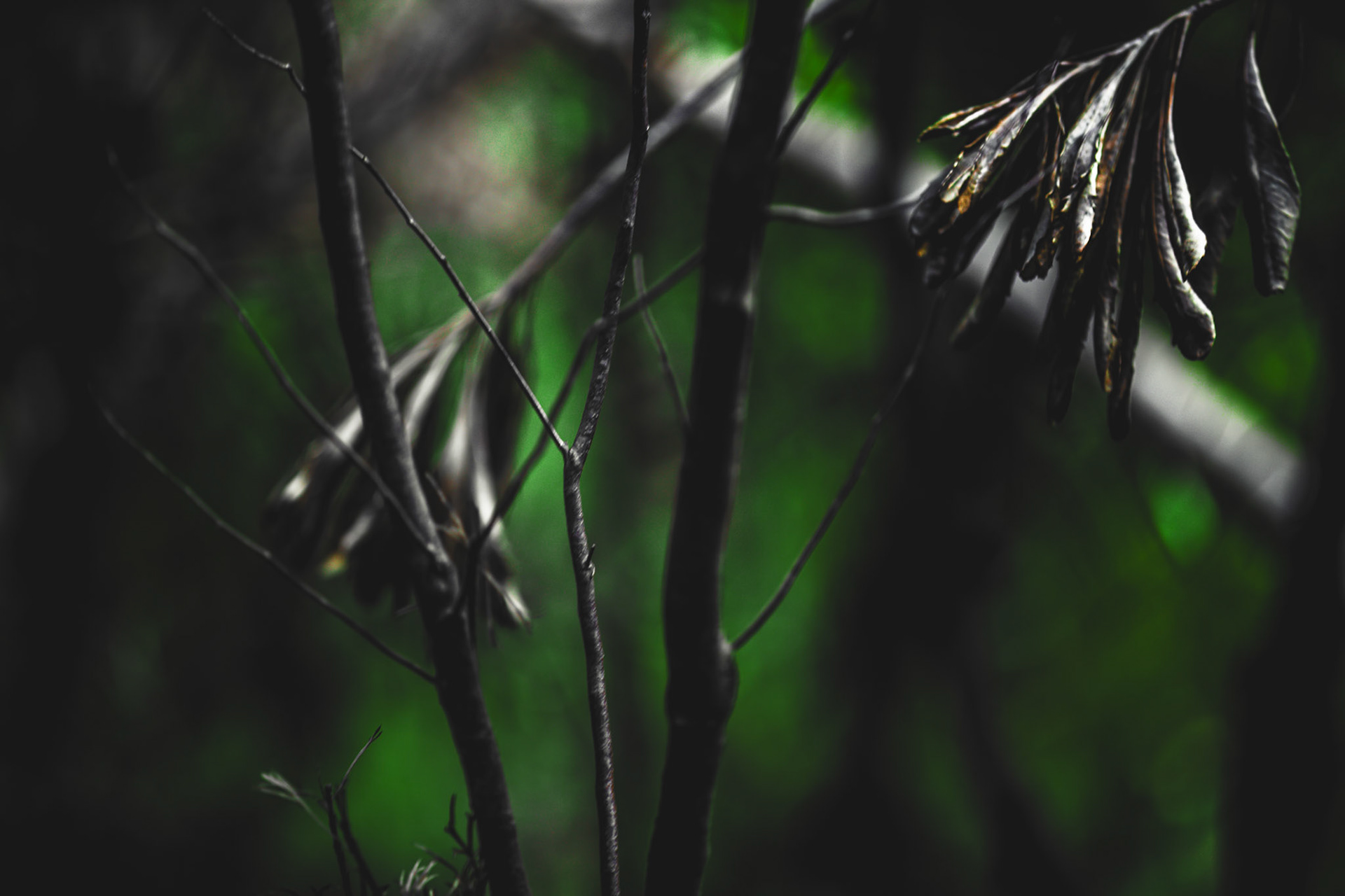 Trees & Plants #18
