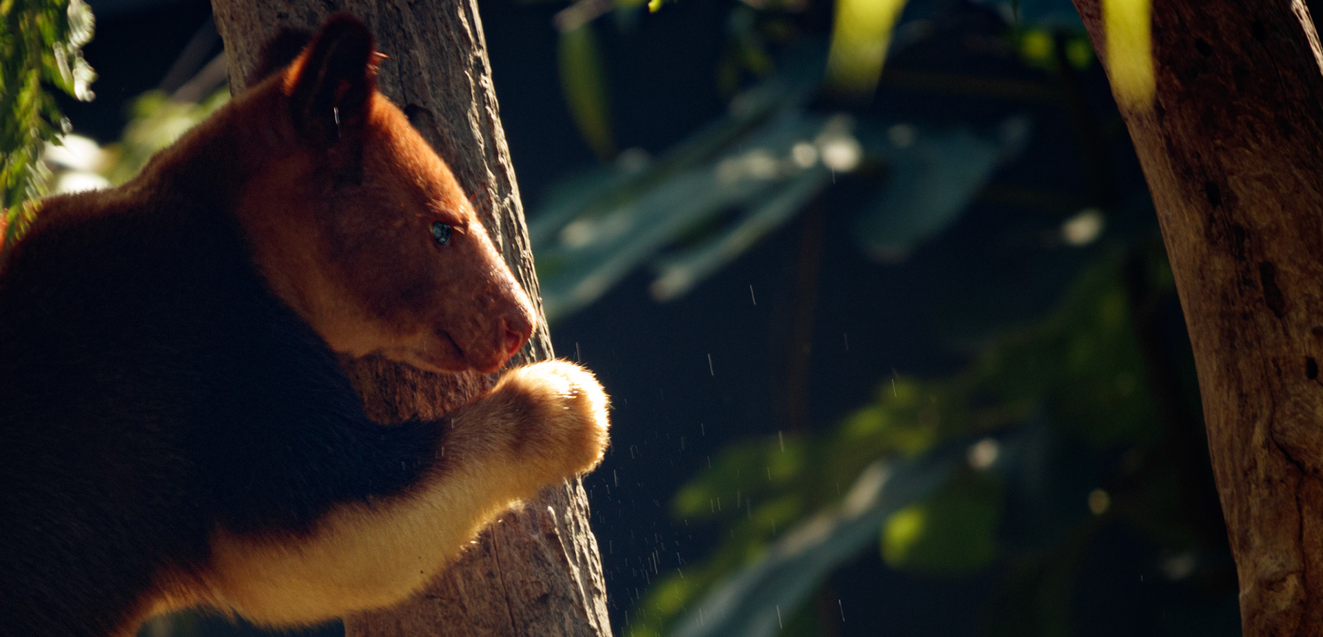 Tree Kangaroo #6
