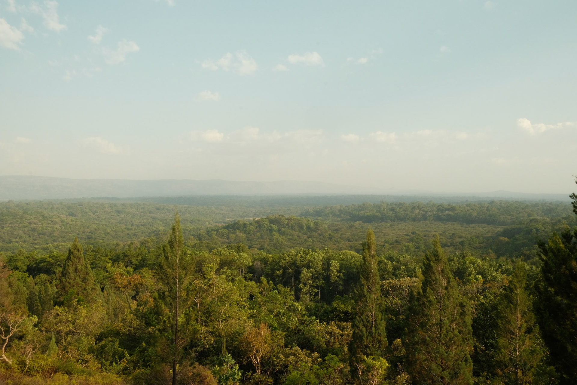 Kakamega Forest
