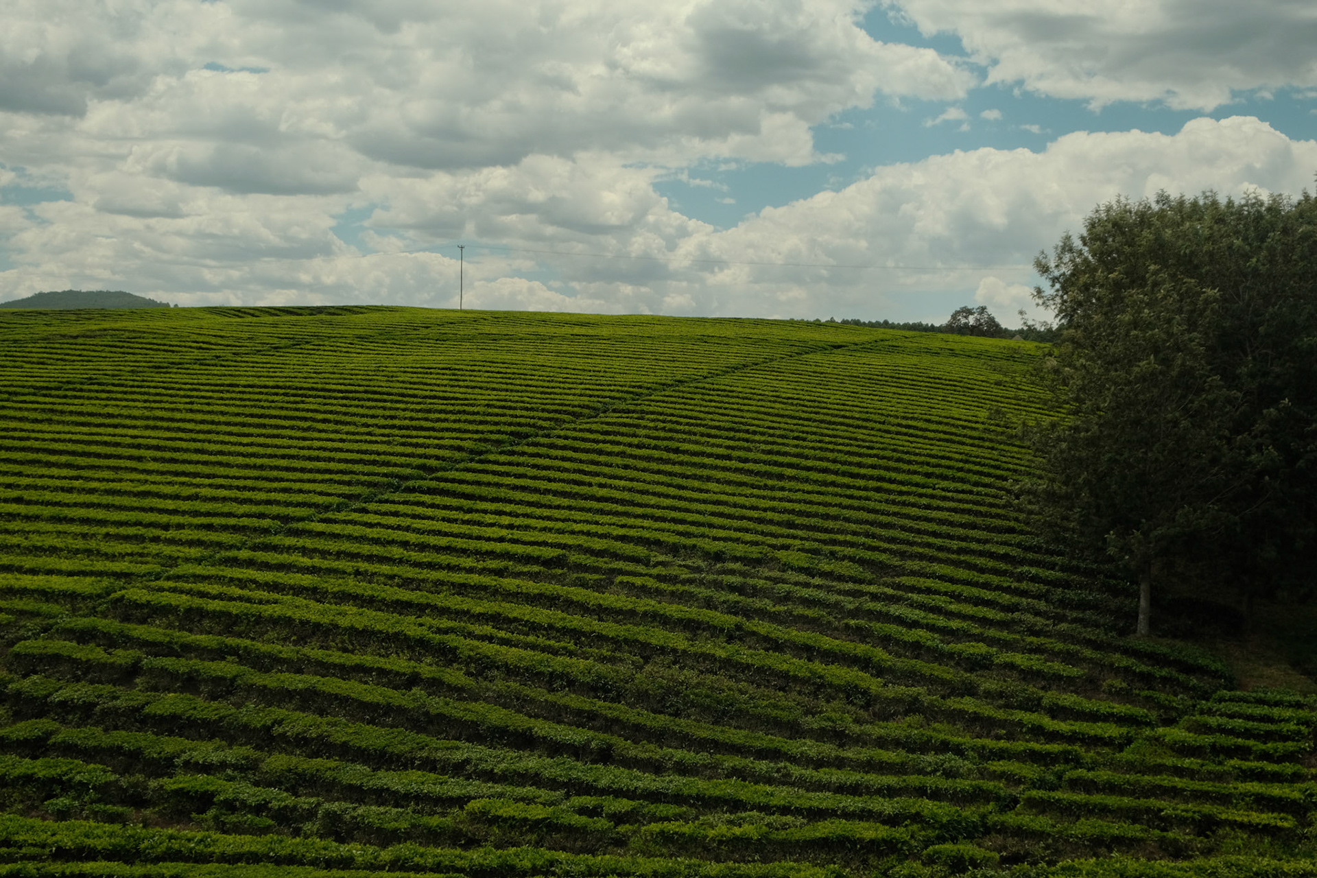 Tea plantation near Kisumu