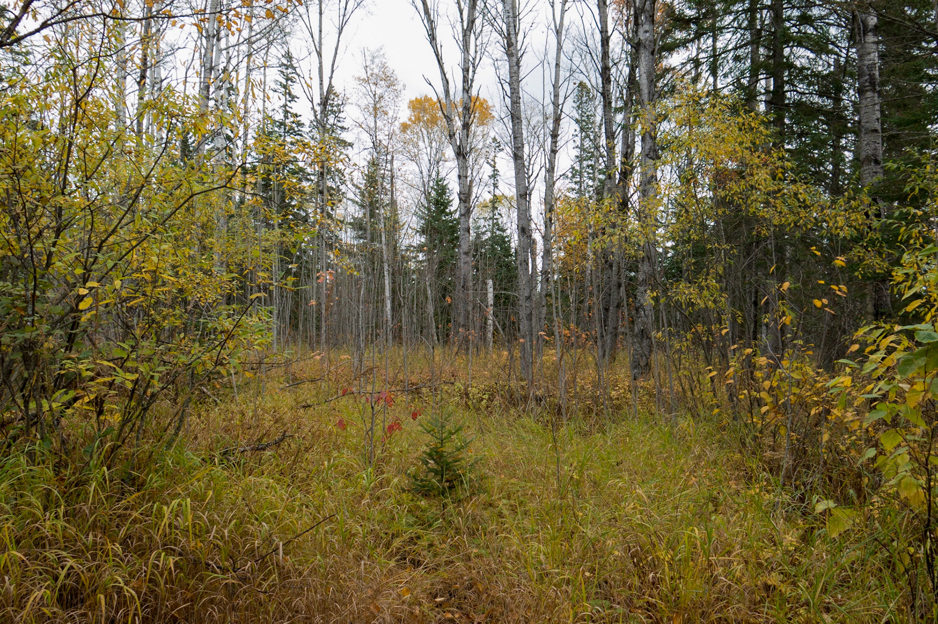 North Shore of Lake Superior, MN
