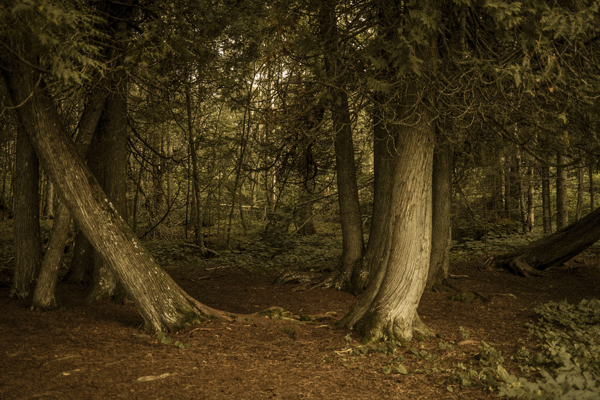 Cascade River State Park, MN