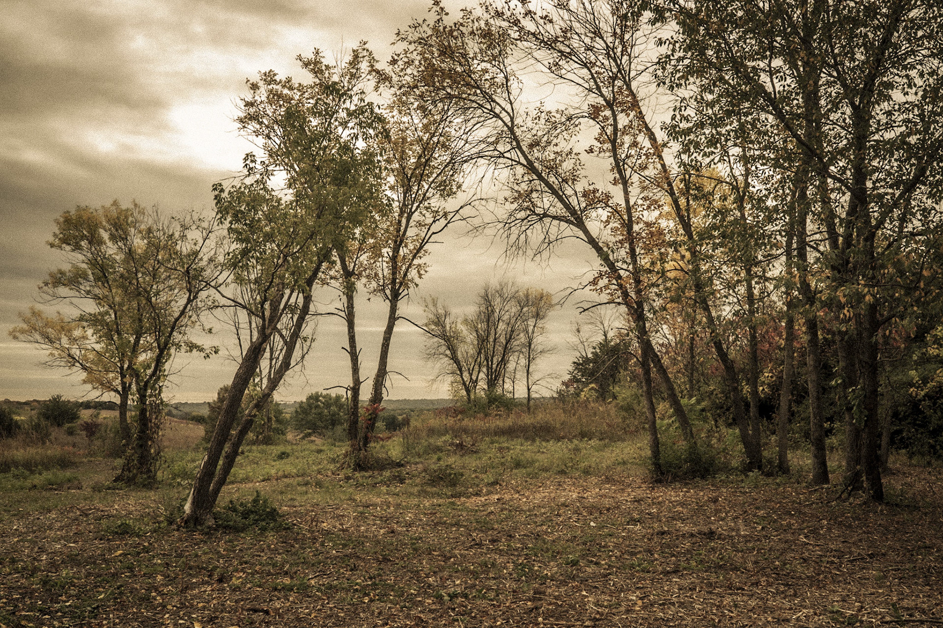 Grey Cloud Dunes Scientific Nature Area, Collage Grove, MN