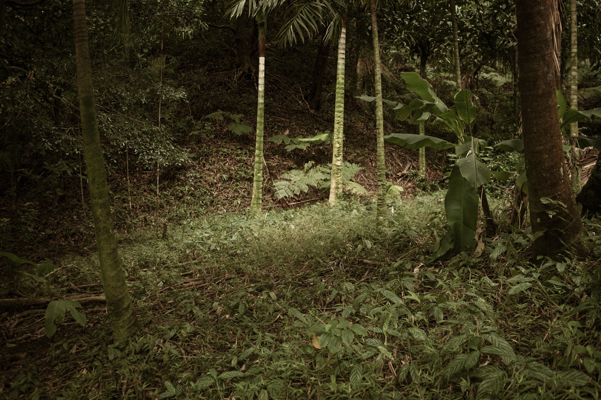Lyon Arboretum, Honolulu, 2015-0030