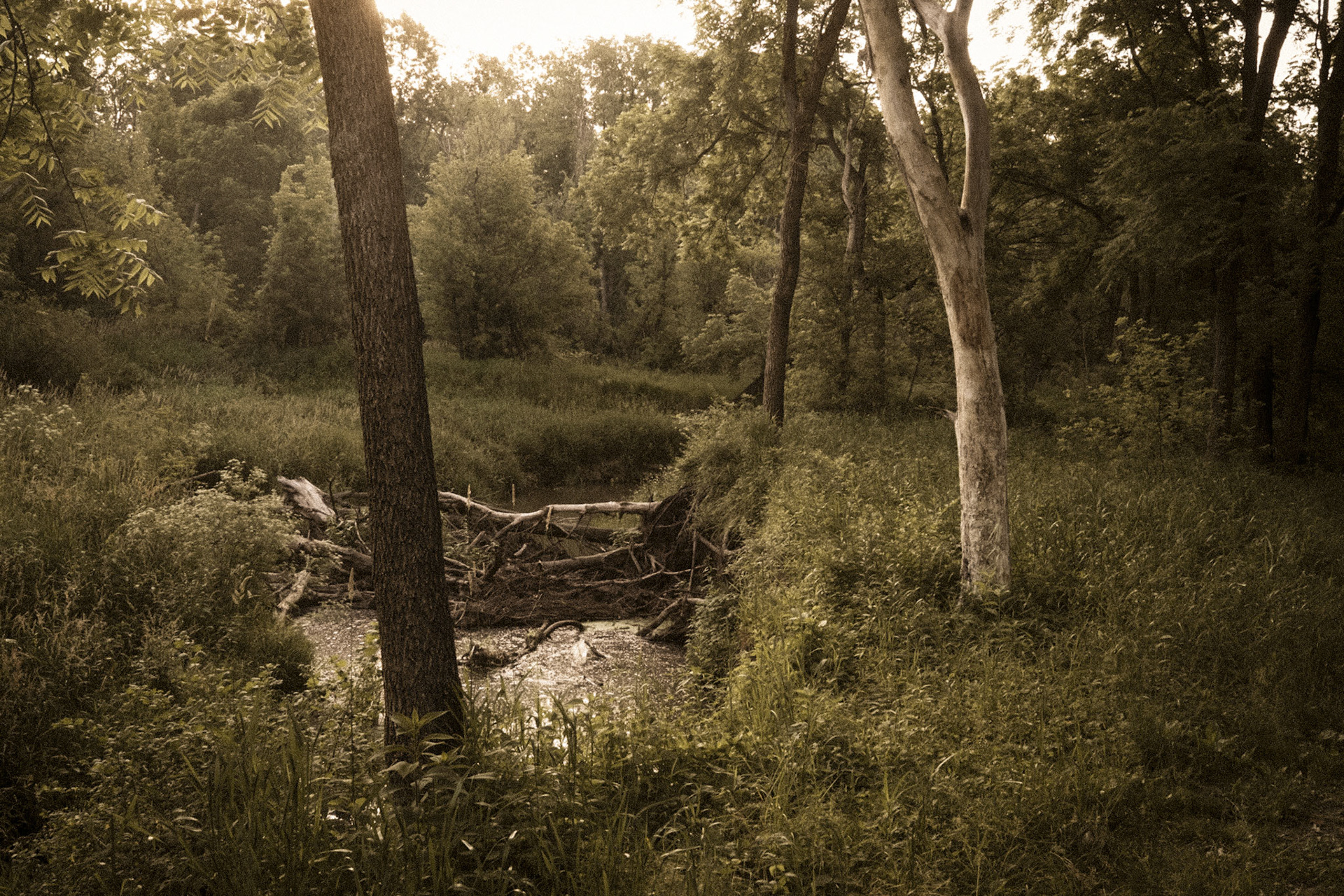 Turkey Creek Nature Preserve, Johnson County Iowa