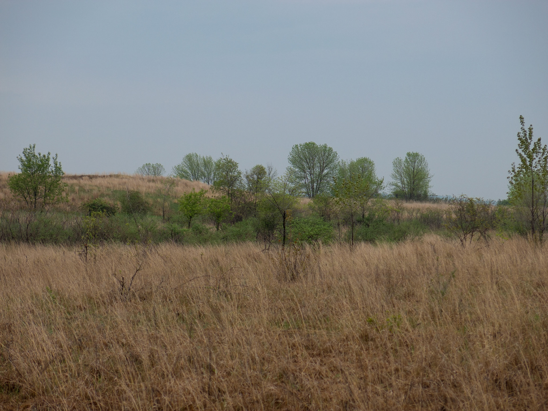 Prairie Landscapt