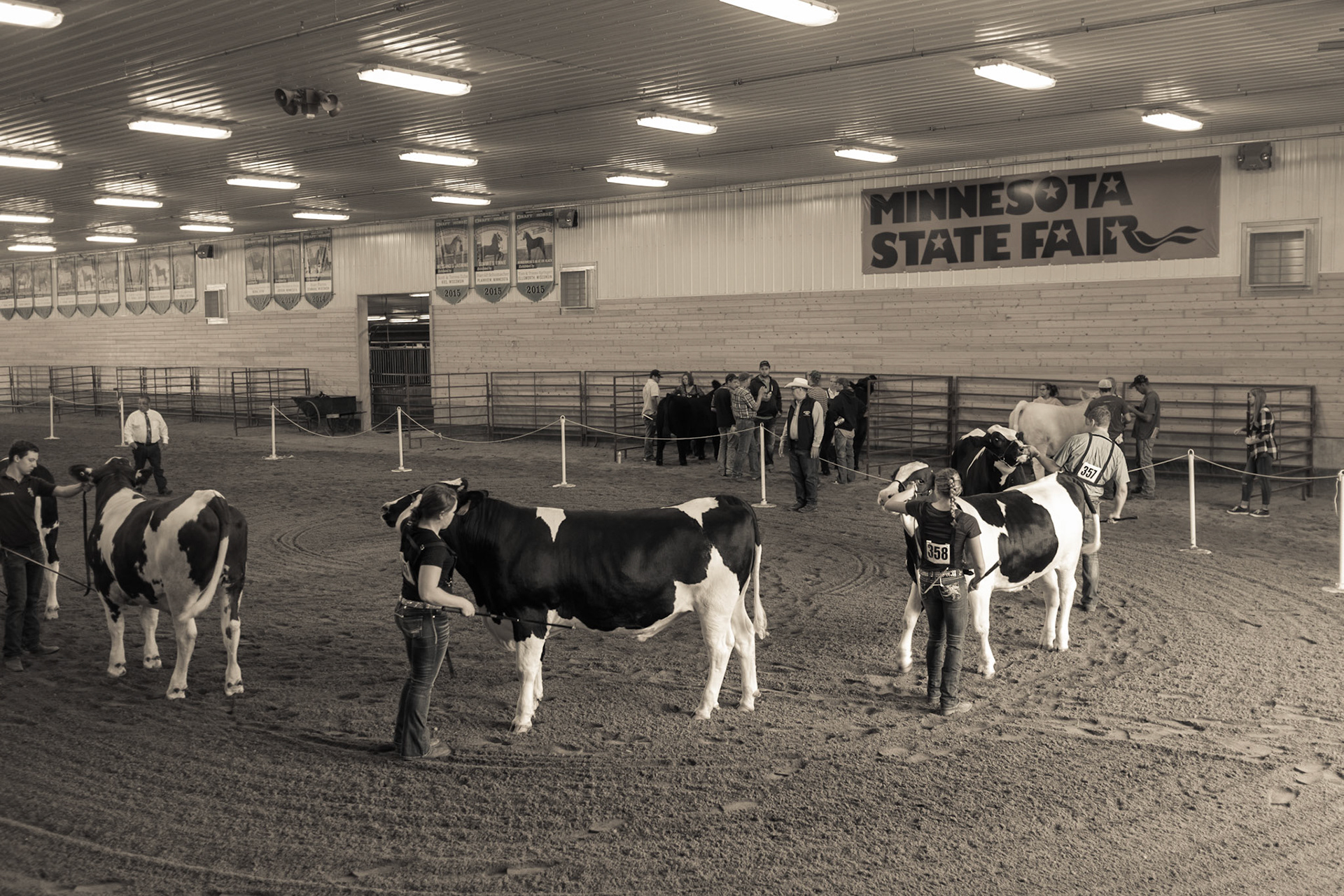 Minnesota State Fair, Cattle Judging