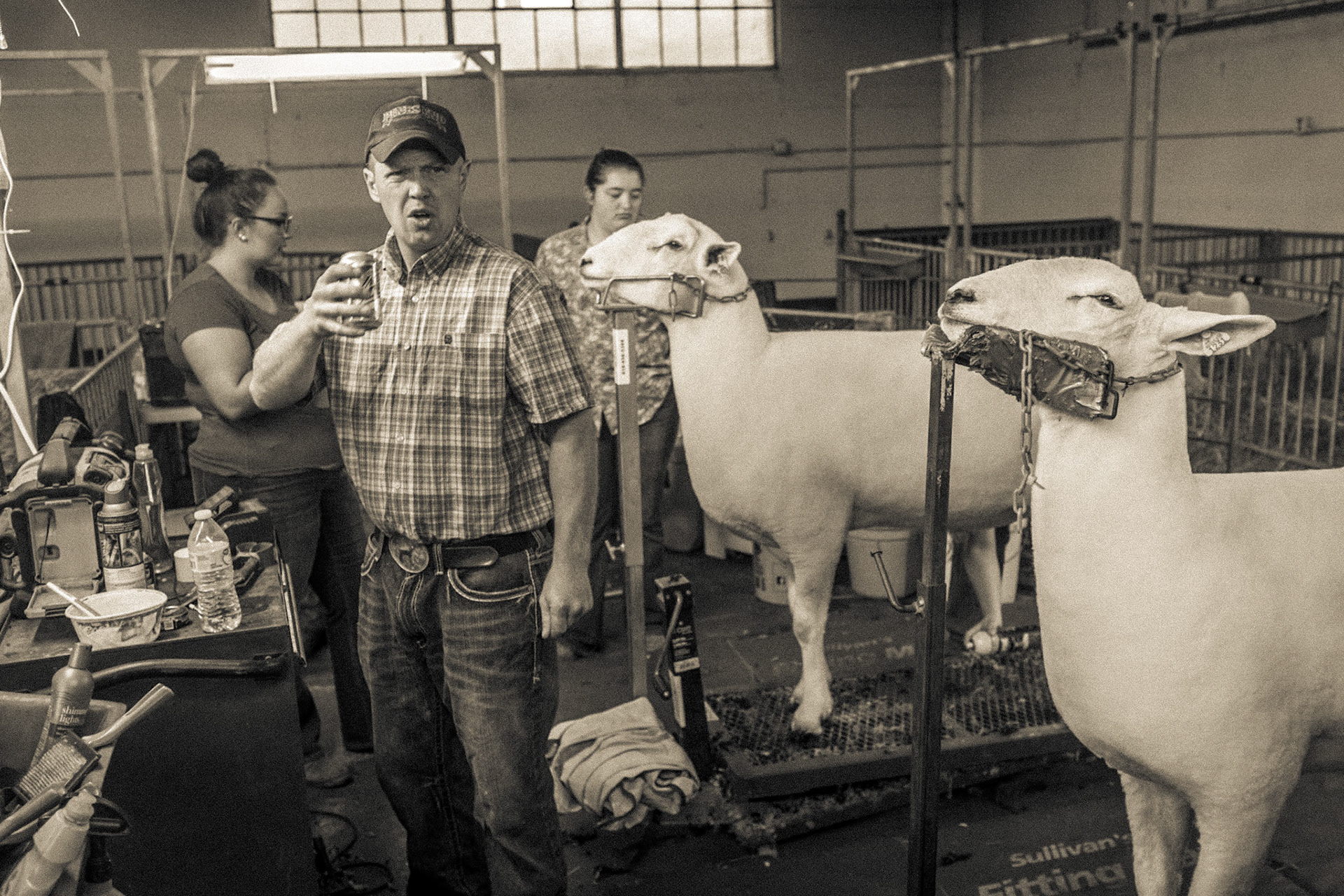 Sheep Barn, Minnesota State Fair, 2019-3955