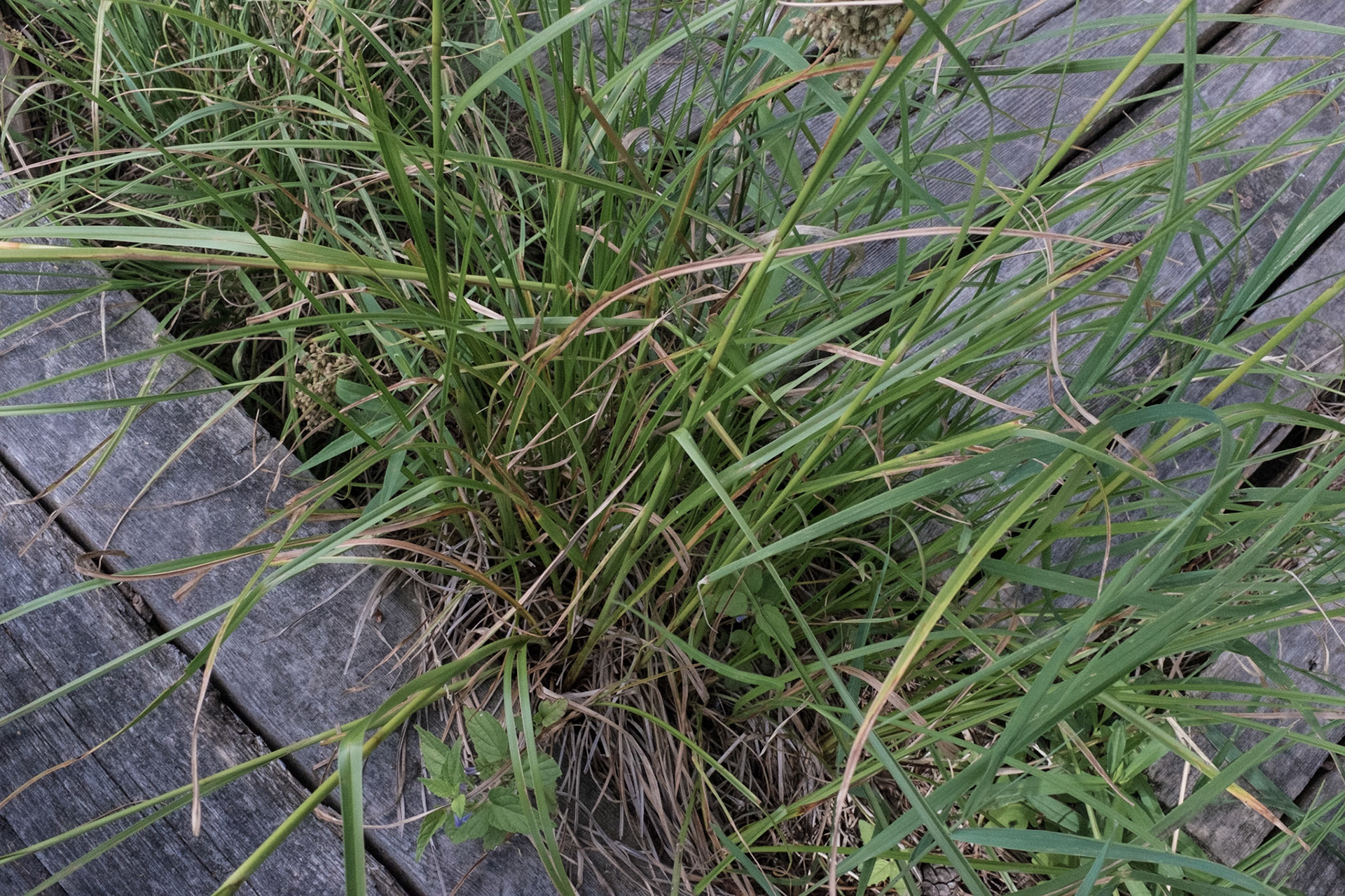 Lake One,, Kawishiwi River, Ely, MN