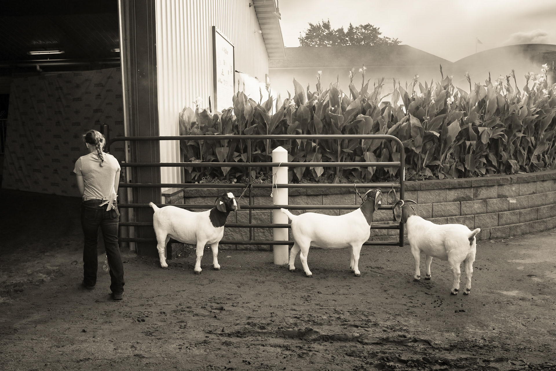 Minnesota State Fair, 2016-3368