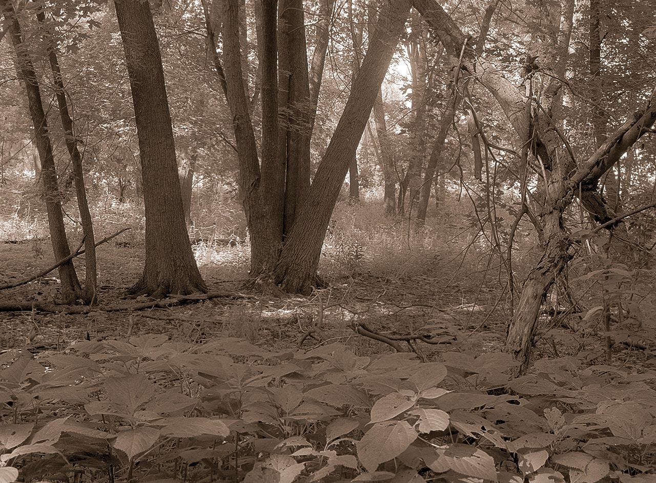 Landscape, Minnesota