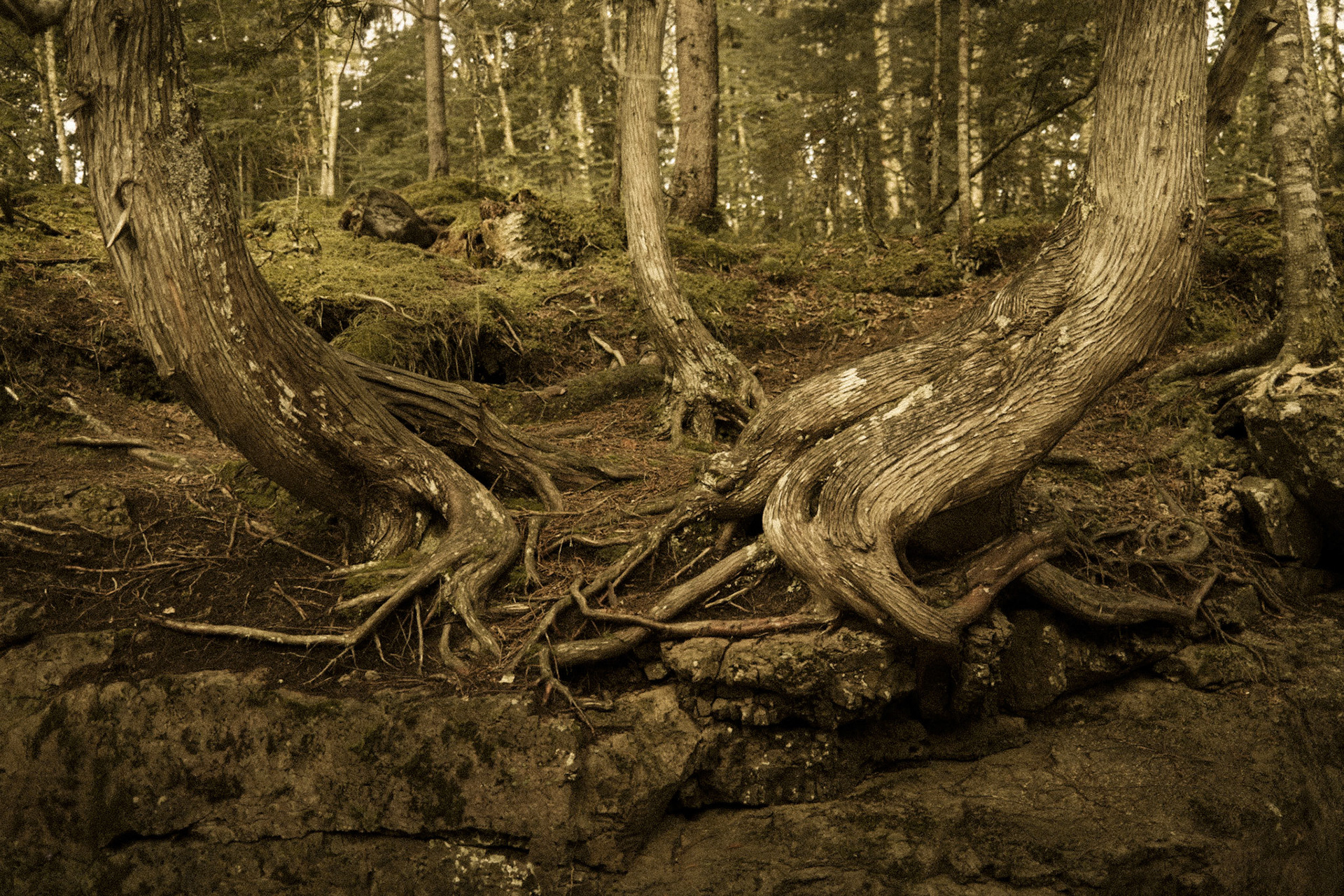Cascade River State Park, MN