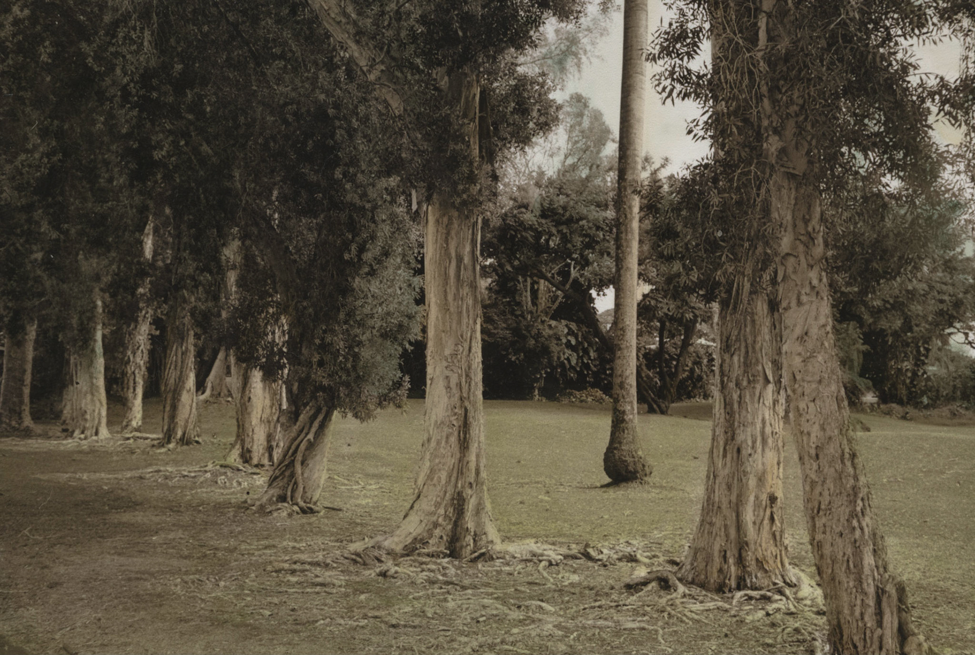 Foster Botanical Garden, Honolulu, Hawaii