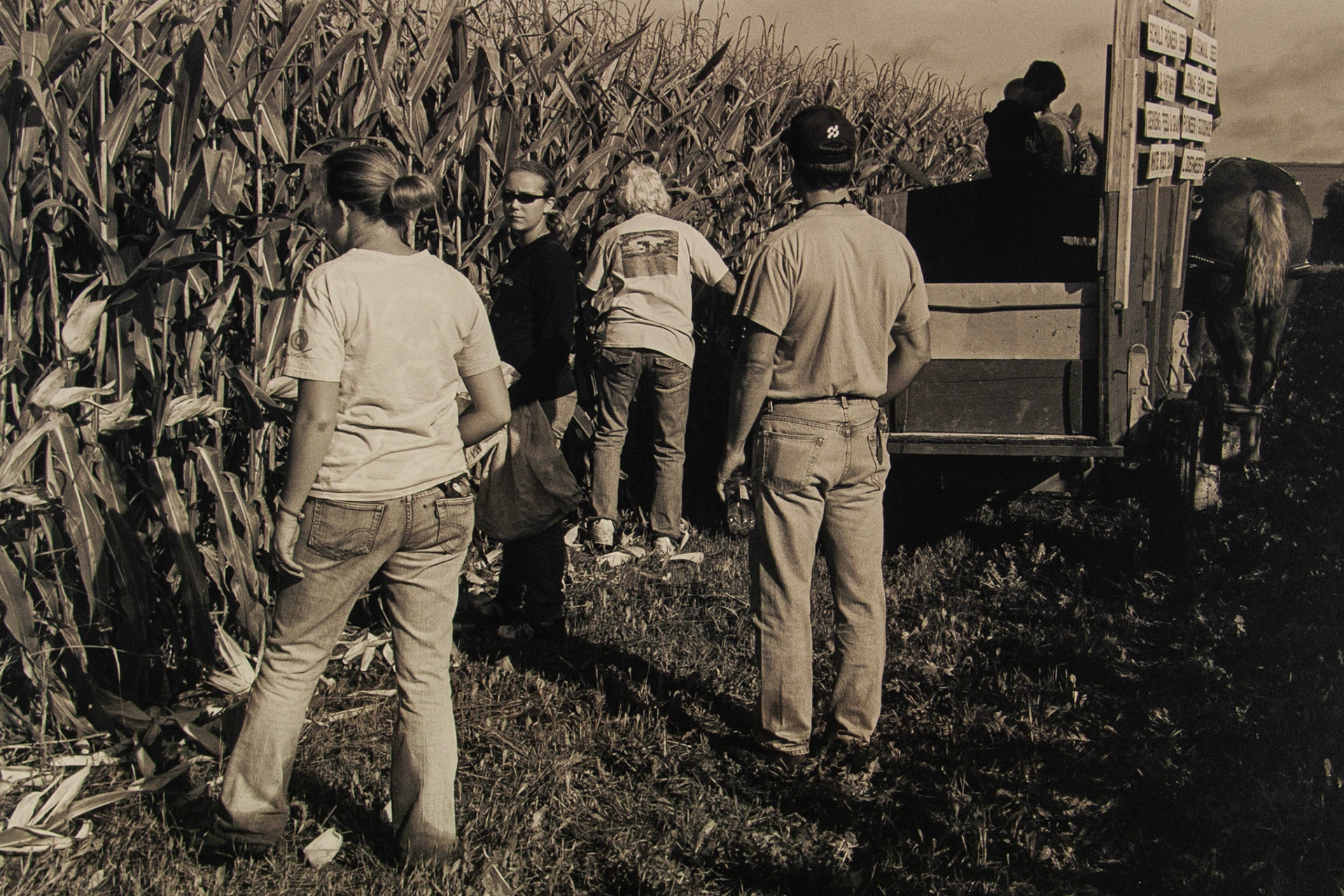 2008 Minnesota State Cornhusking Contest