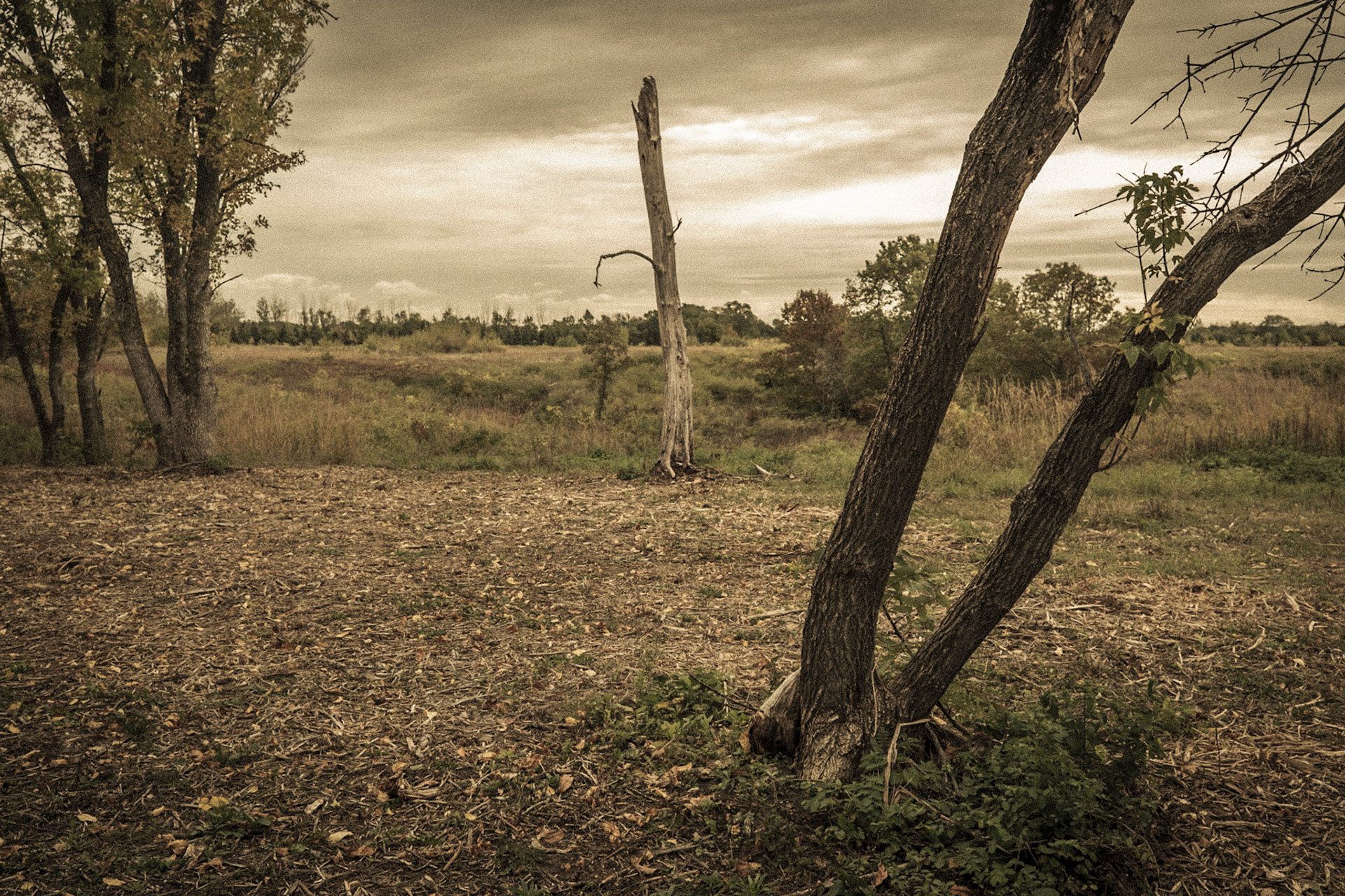Grey Cloud Dunes Scientific Nature Area, Collage Grove, MN