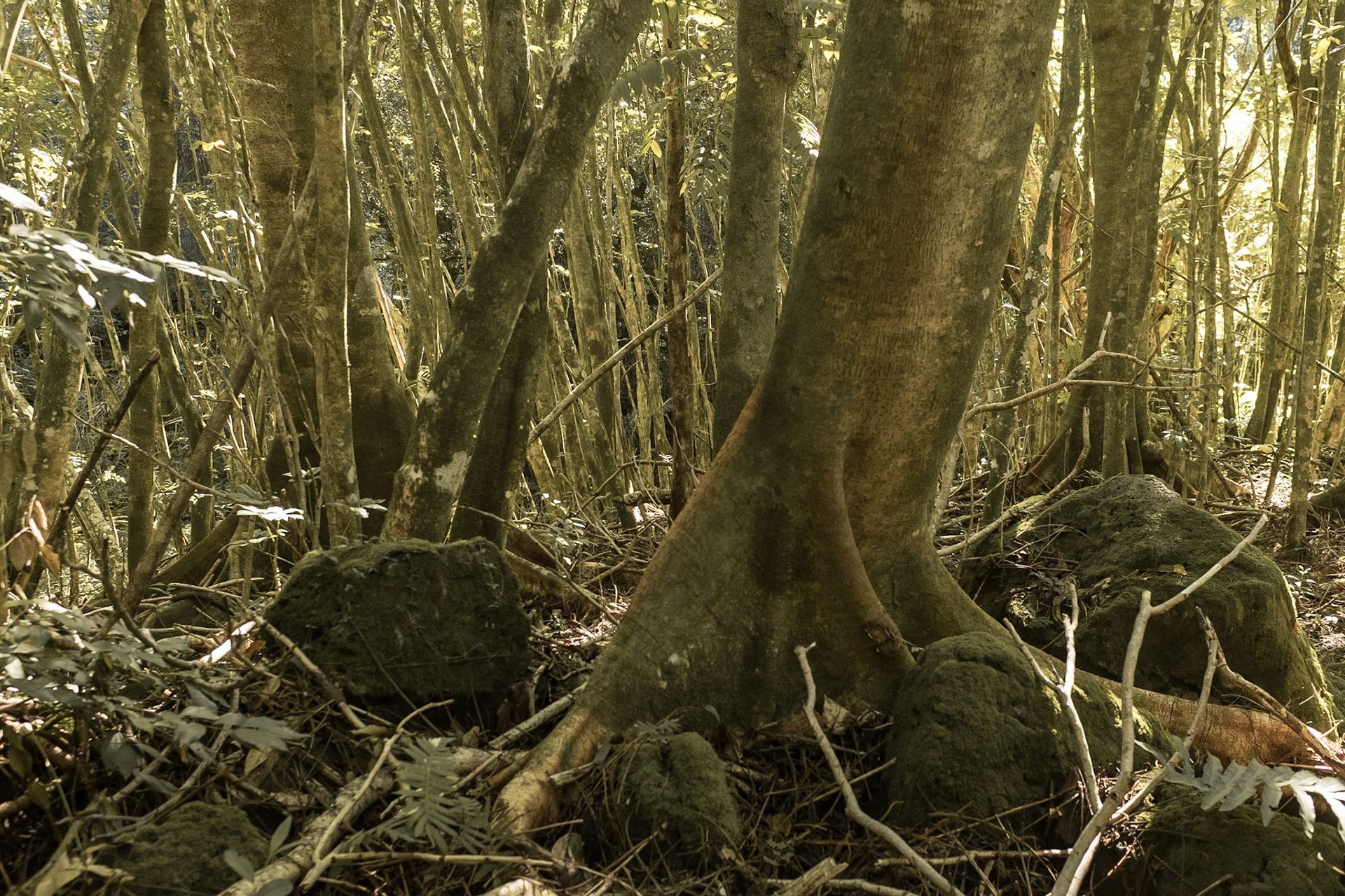 Manoa Valley, Honolulu, HI