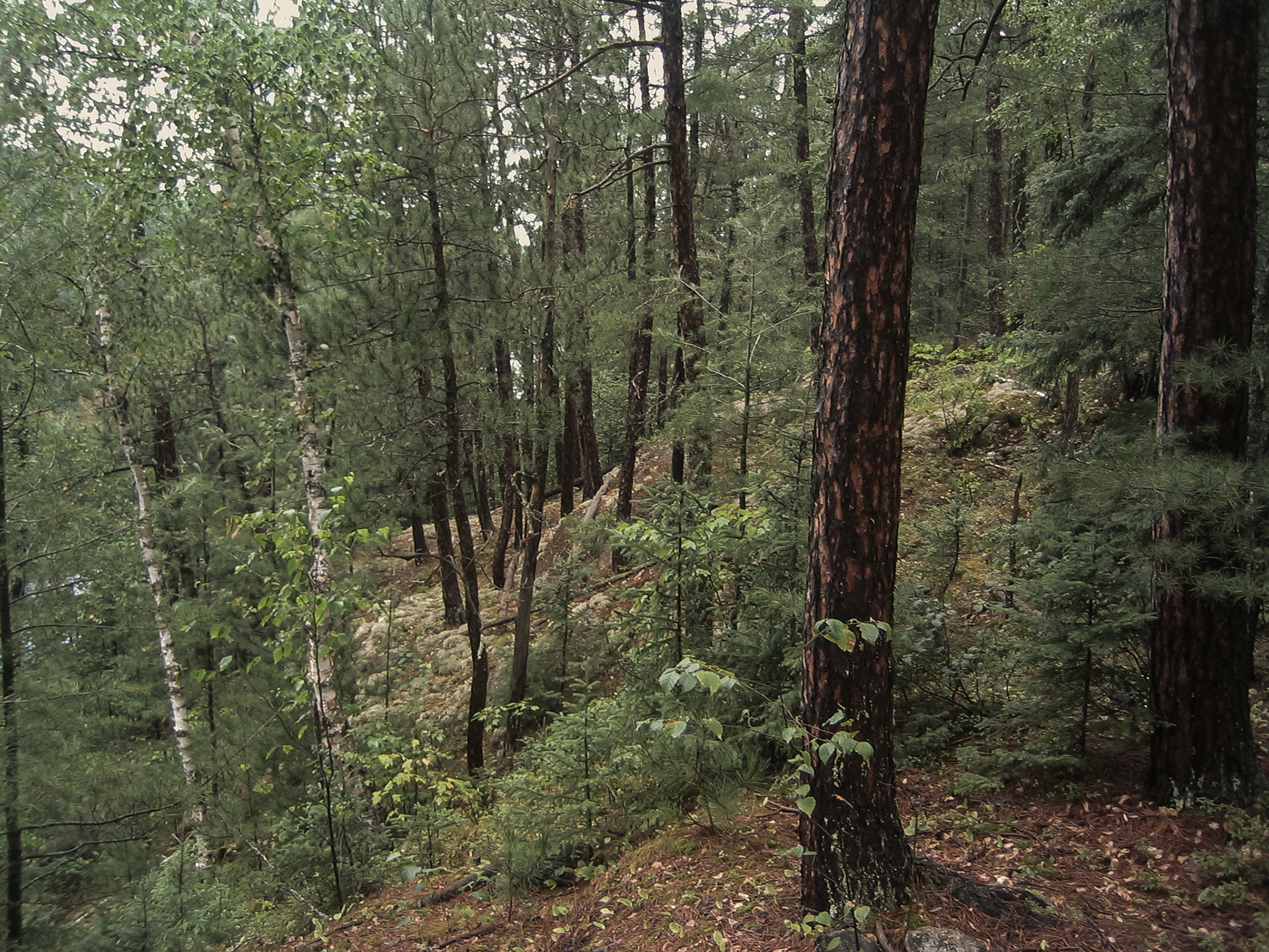 East of Ely, Minnesota