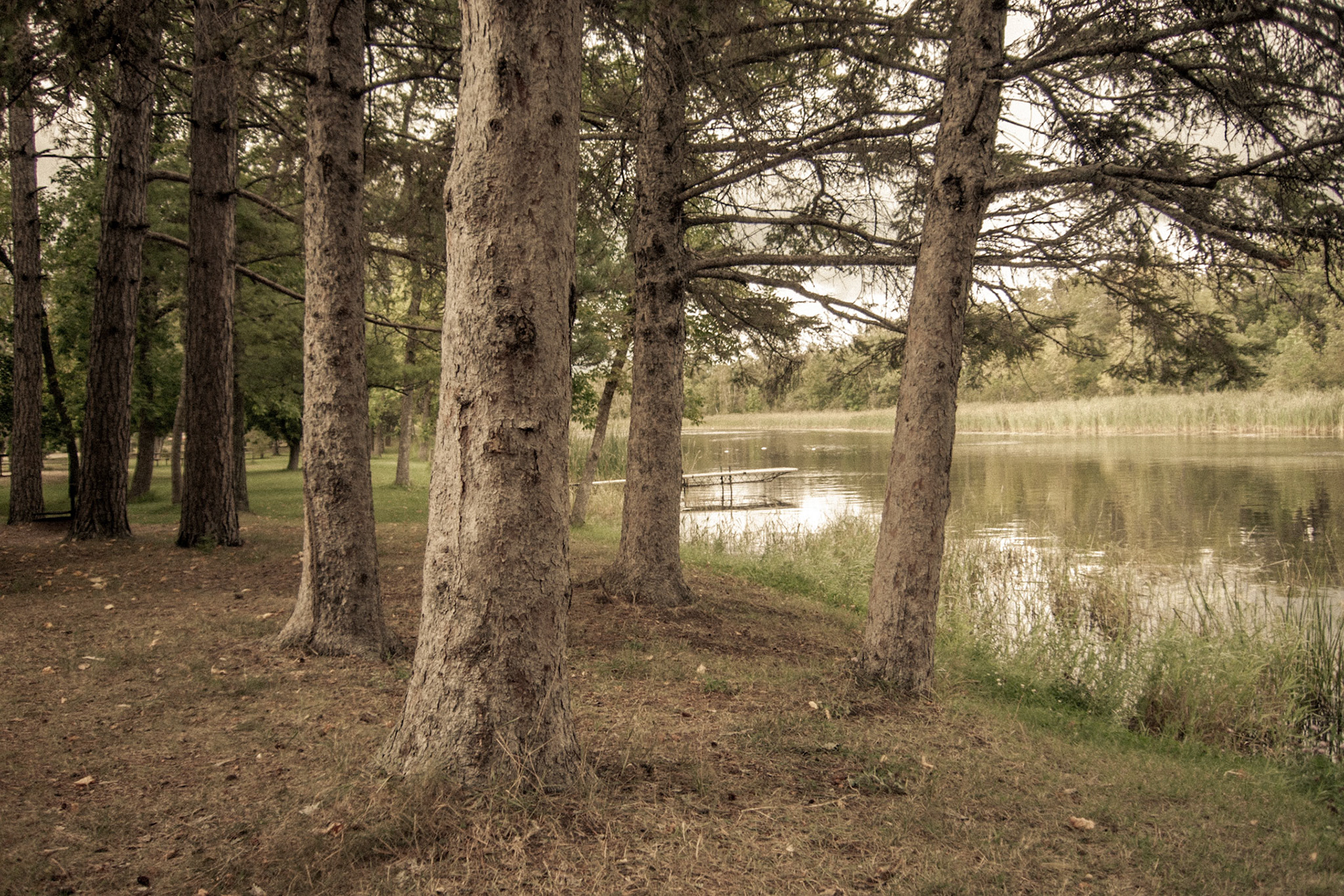 Big Bog State Recreation Area, Minnesota, 2010-0622