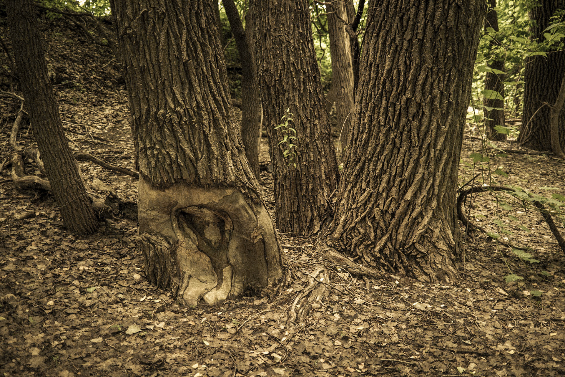 Mississippi National River Area, St. Paul, MN