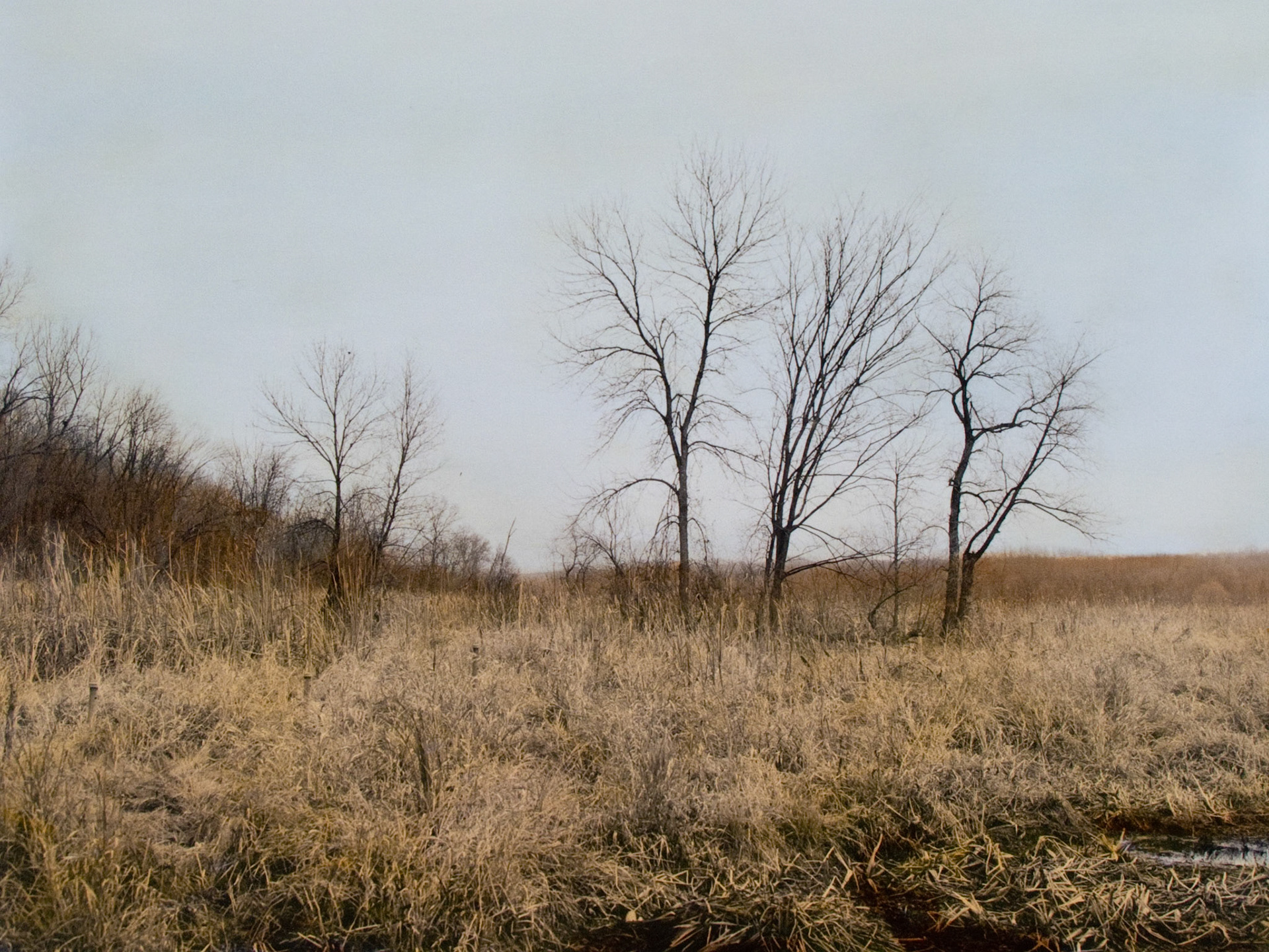 Bruce Vento Nature Sanctuary, MN