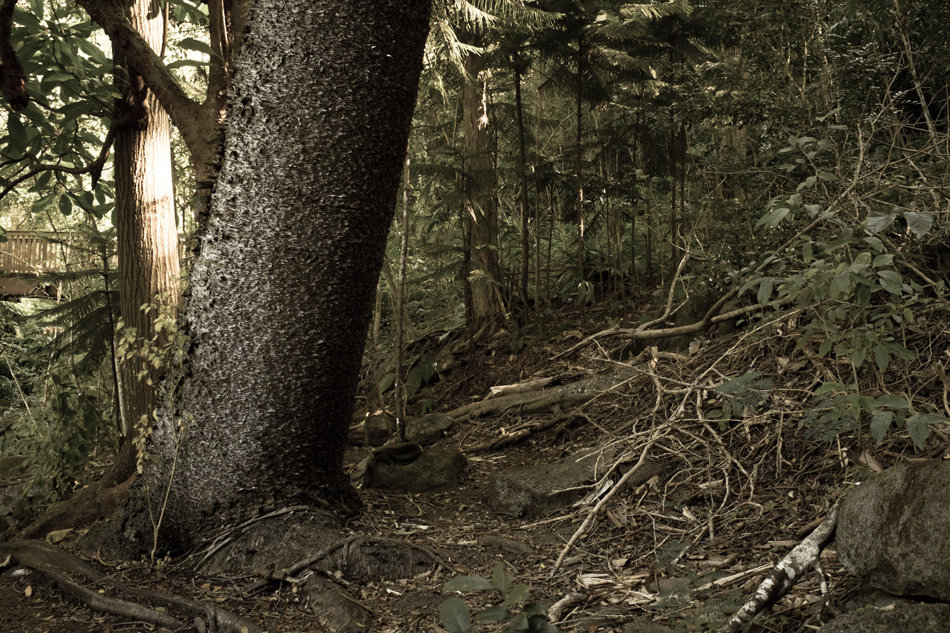 Manoa Valley, Honolulu, HI