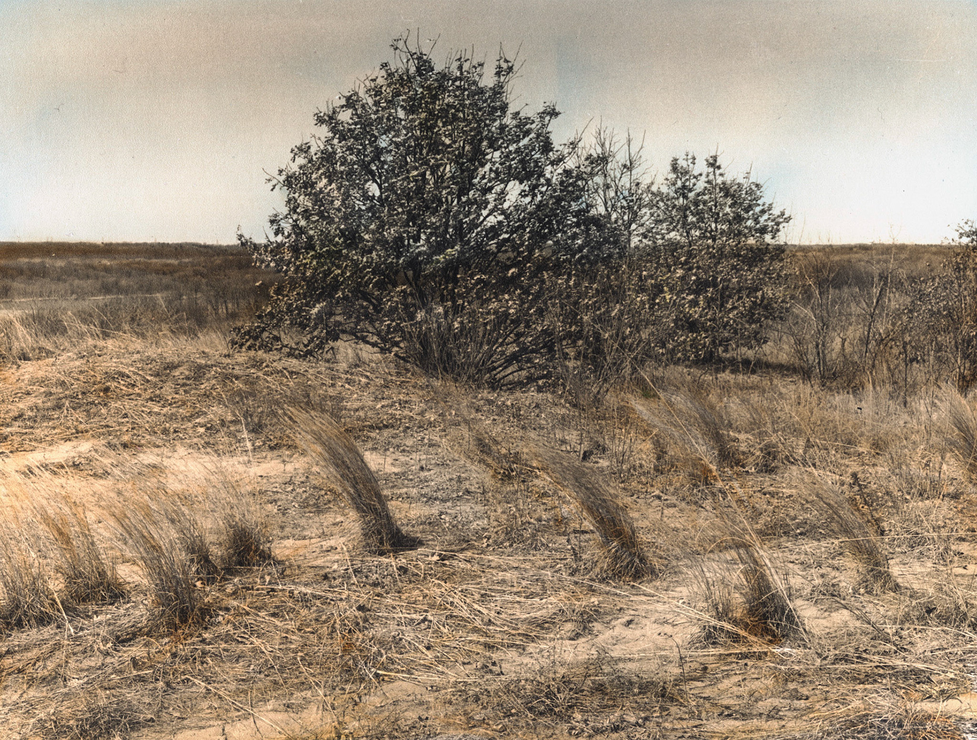 Grey Cloud Dunes Scientific and Nature Area, Minnesota