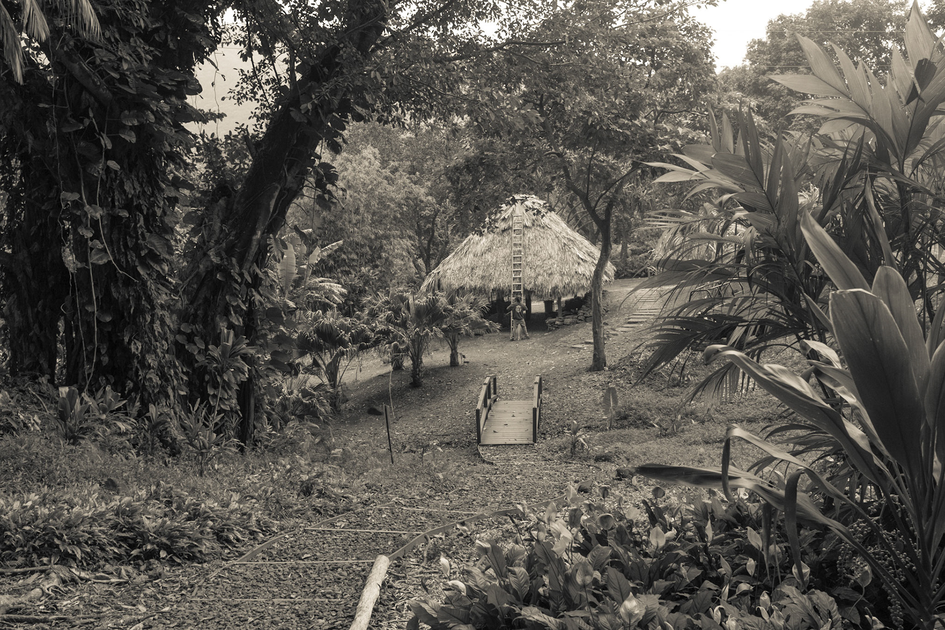 Lyon Arboretum, Honolulu, Hawaii