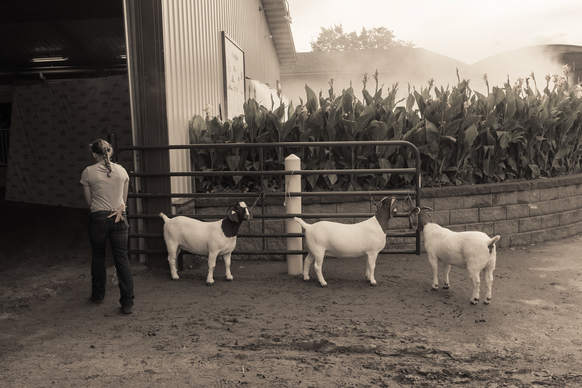 Minnesota State Fair, Goat Judging