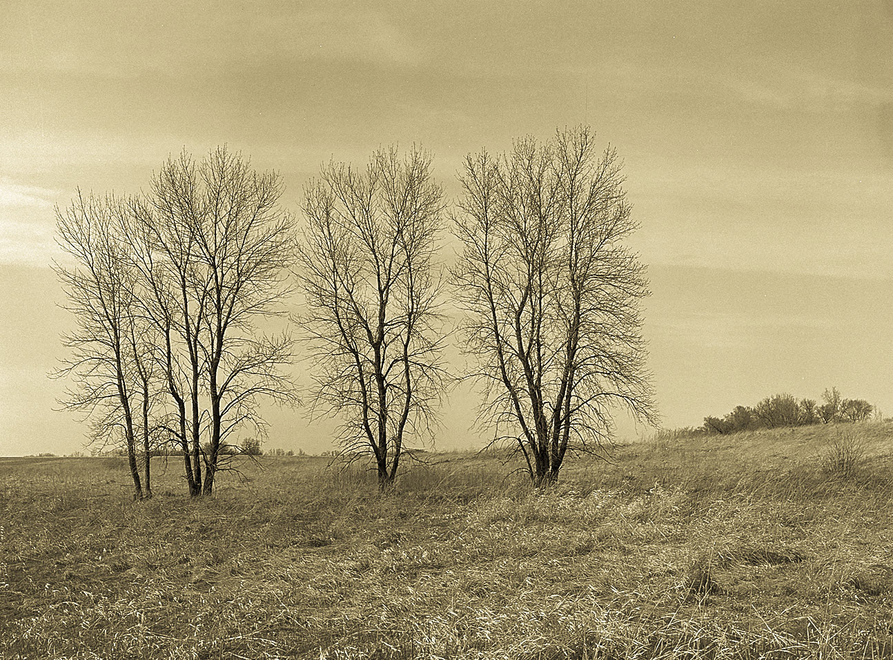 Schaefer Prairie, Minnesota, 1994-03-50