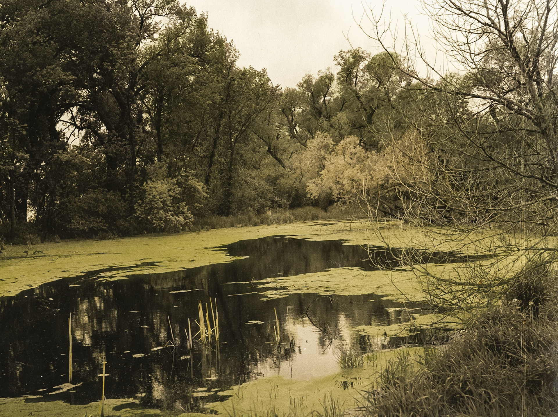 Trickle Slough, Jackson County, MN