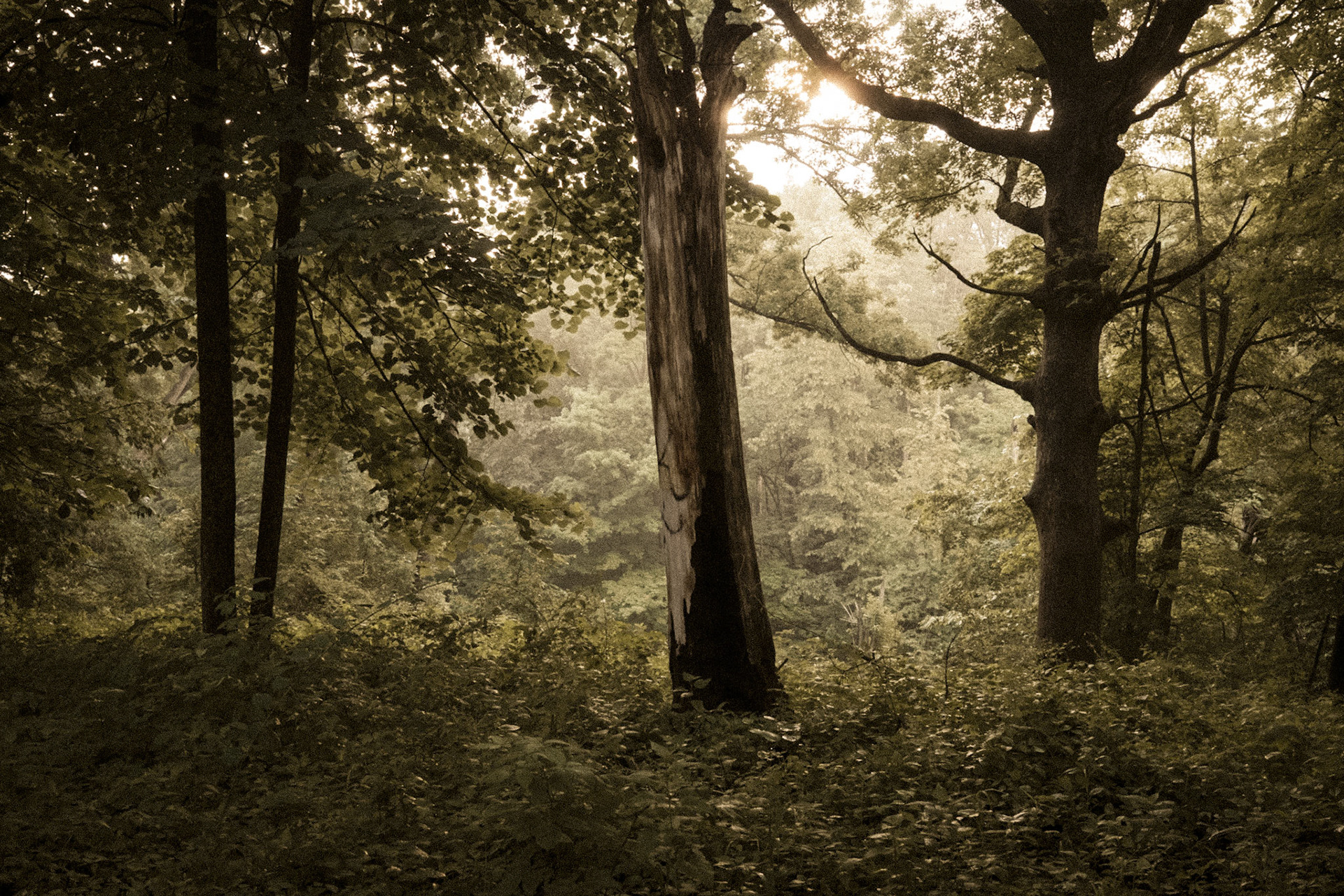 Woodpecker Nature Trail, Iowa City, Iowa