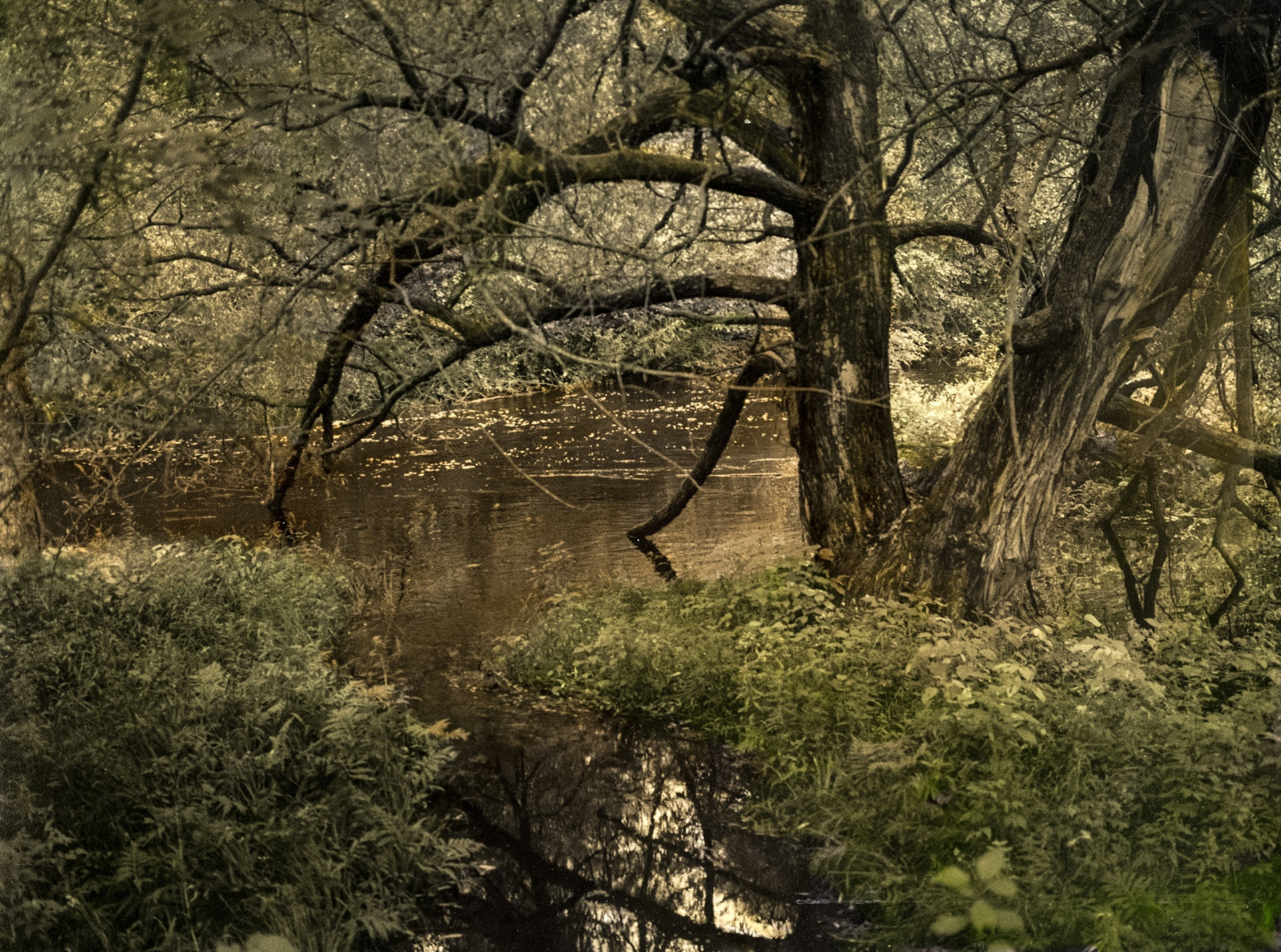 Pine Line Trail, Medford, Wisconsin